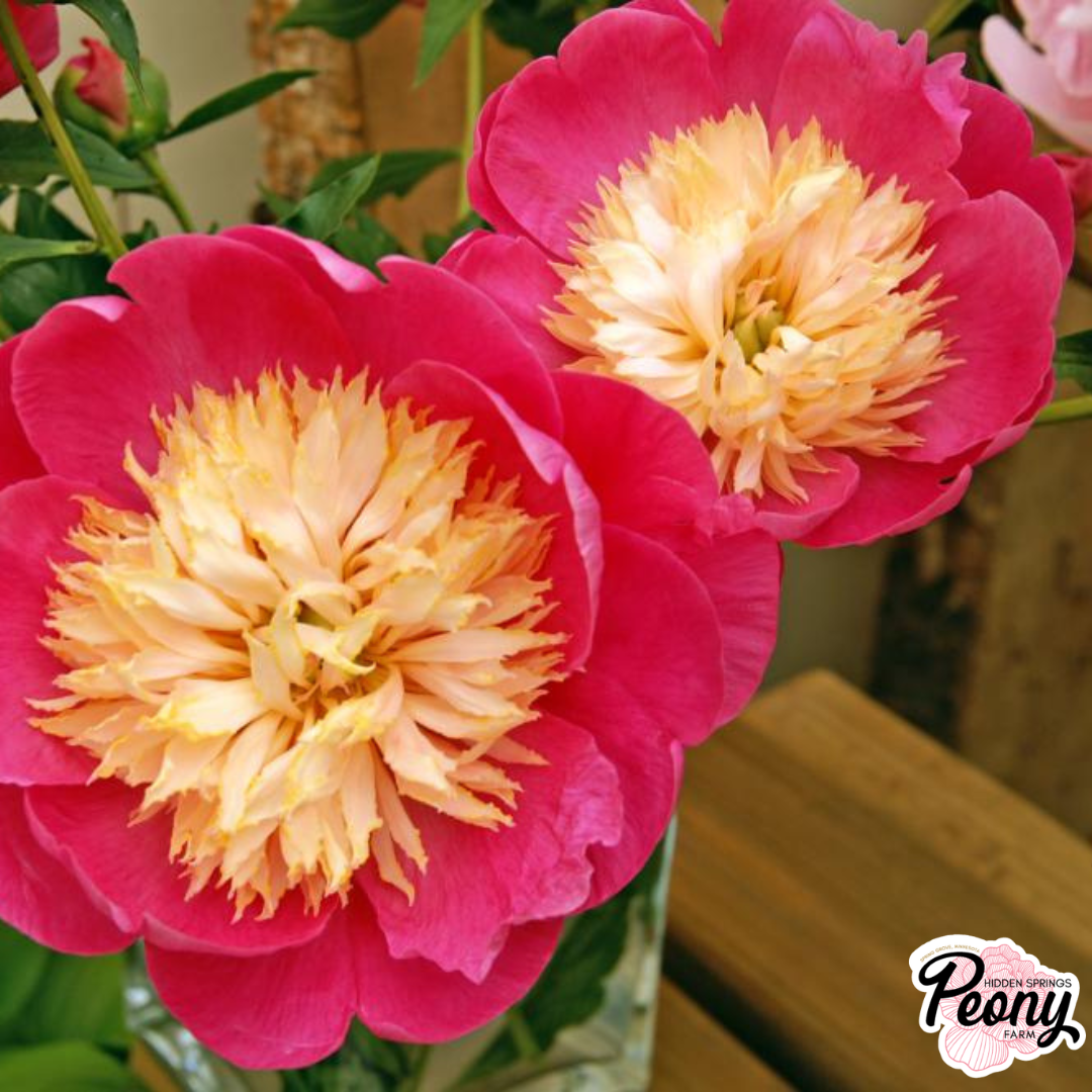 Bowl Of Love (3).png