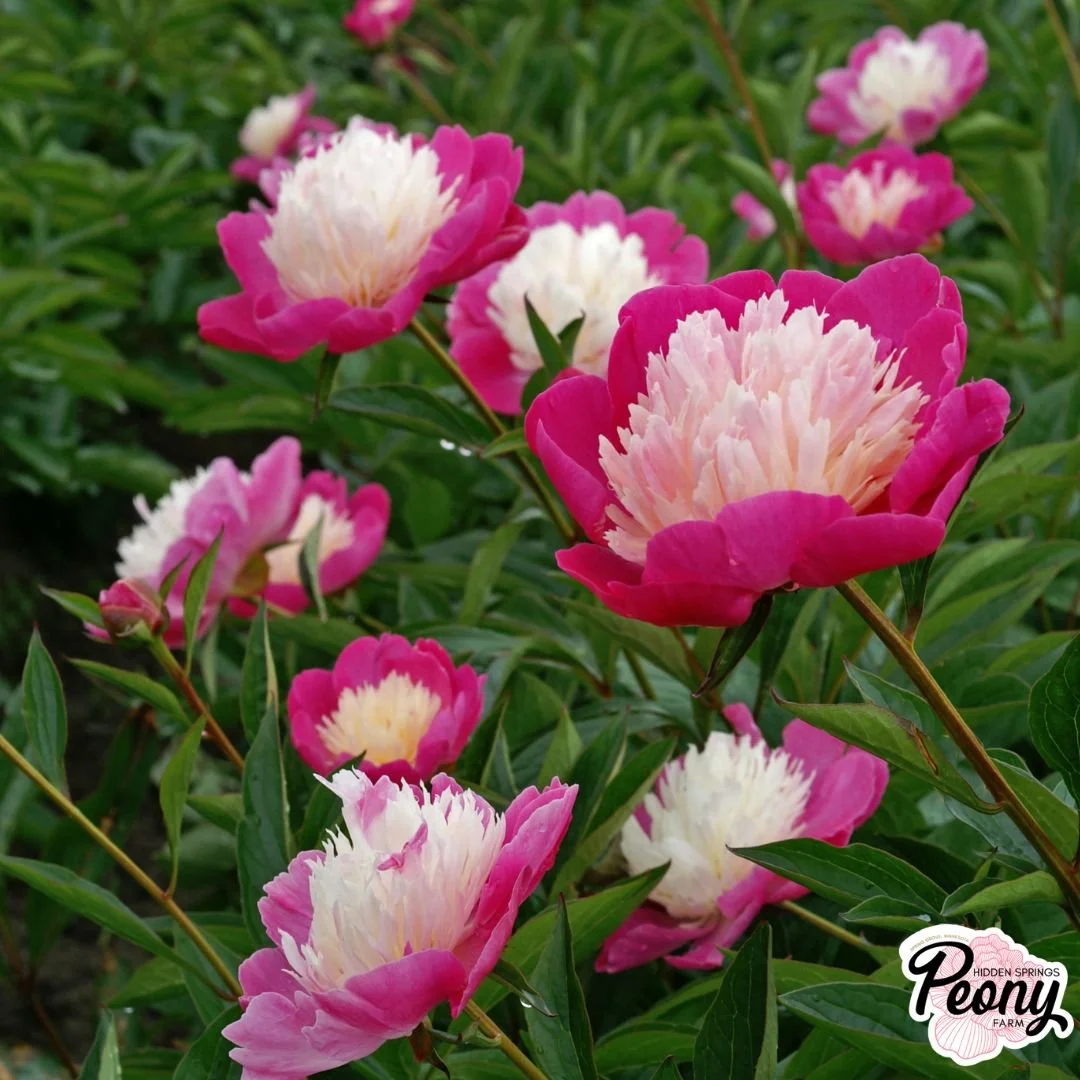 Brand's Magnificent Peony — Hidden Springs Peony Farm