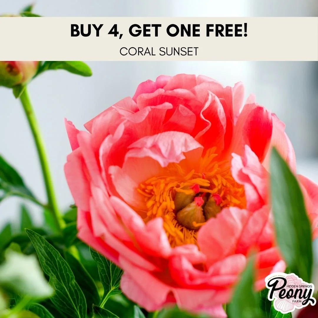 Buy 4, Get 1 Free —Coral Sunset