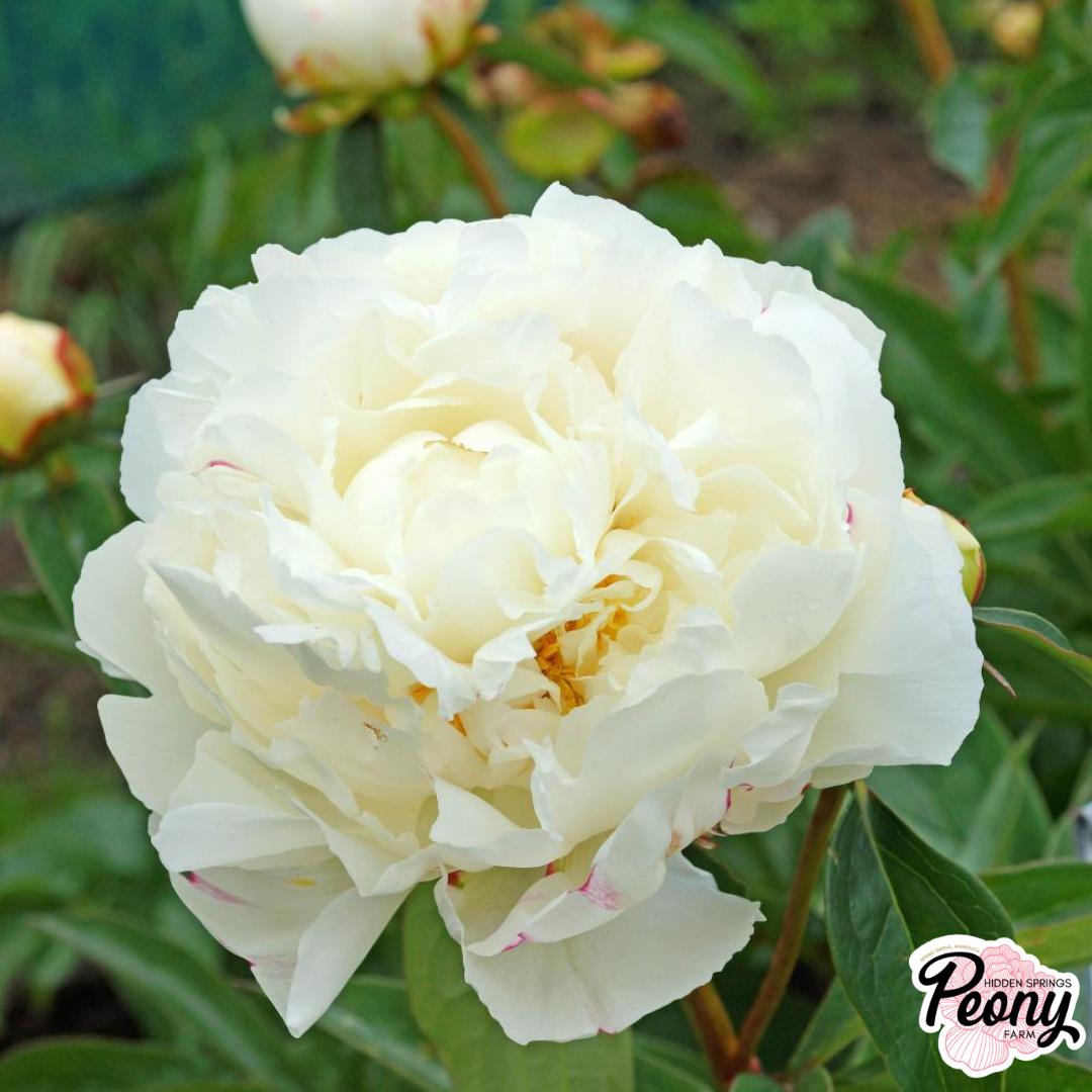 Kelway's Glorious.png