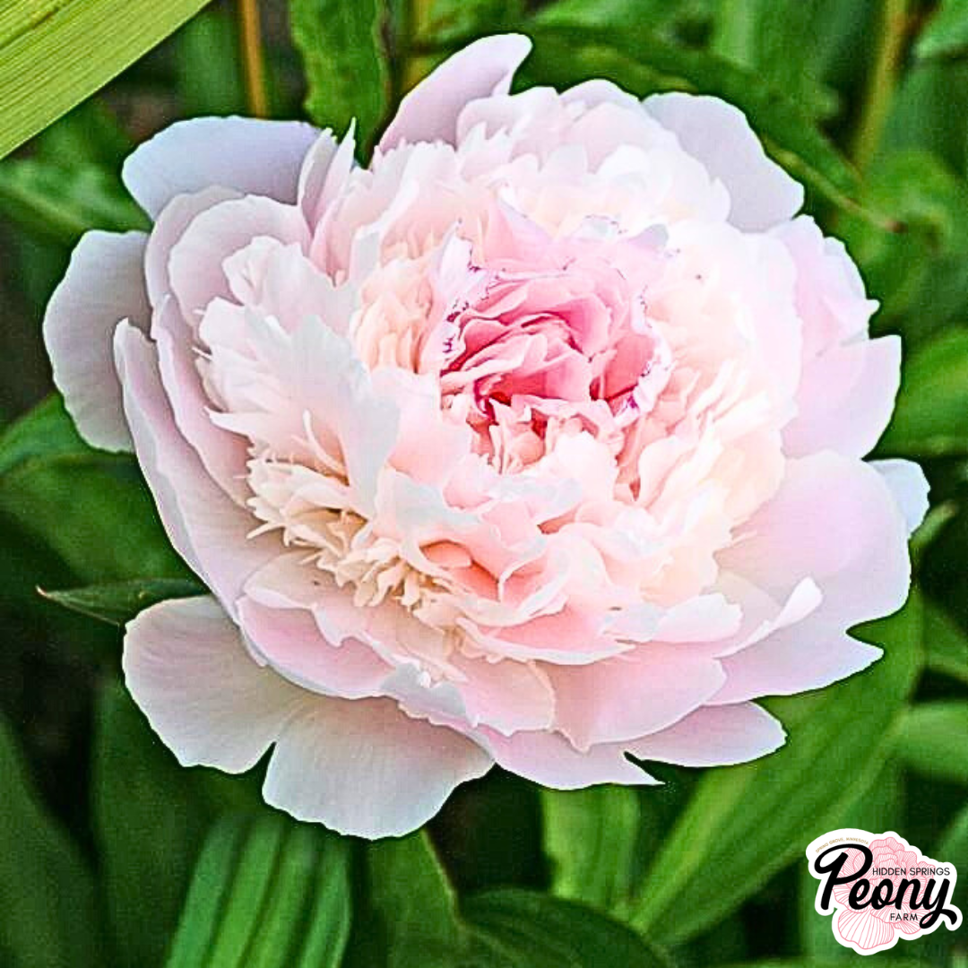 Noemie Demay (2).png