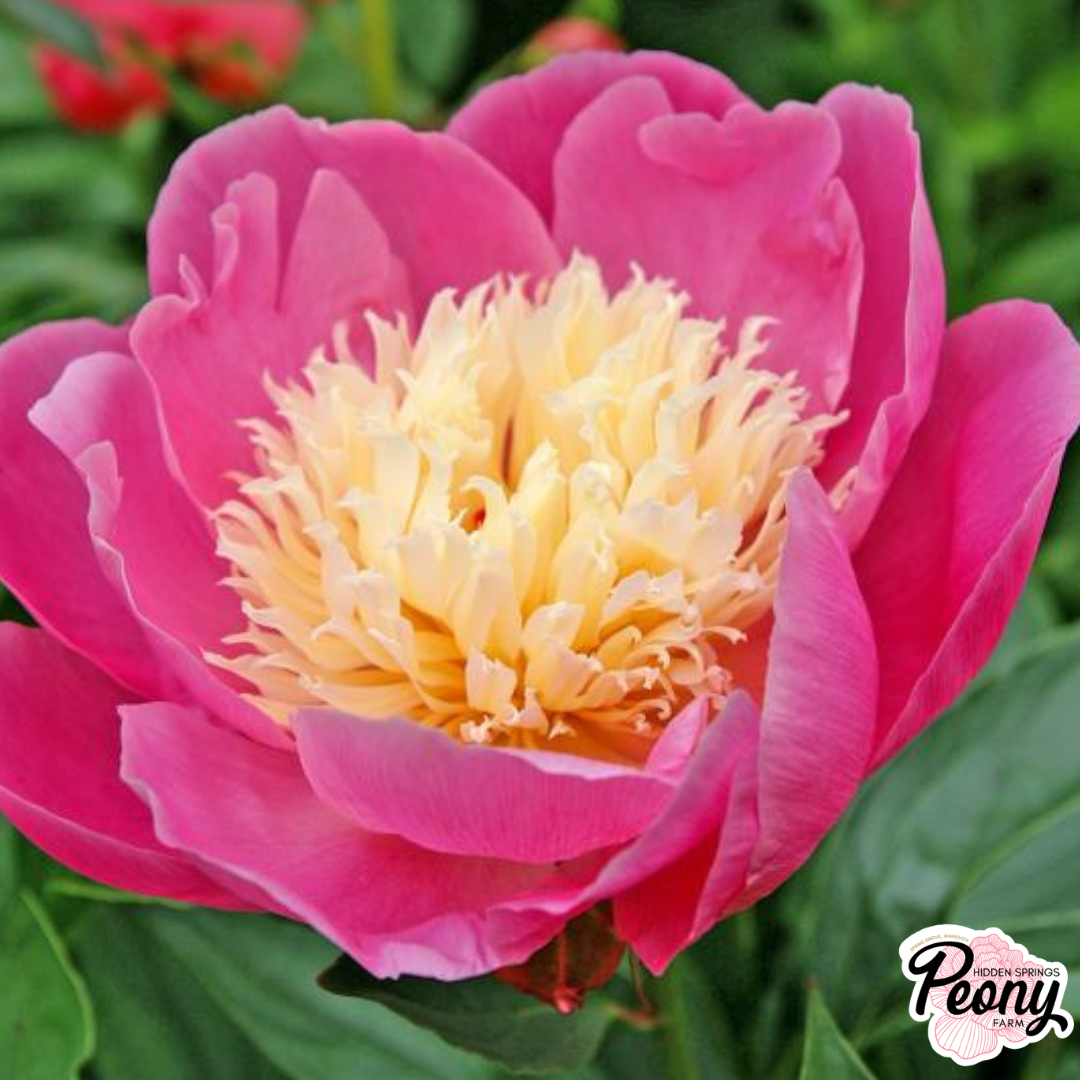 Bowl Of Love (2).png