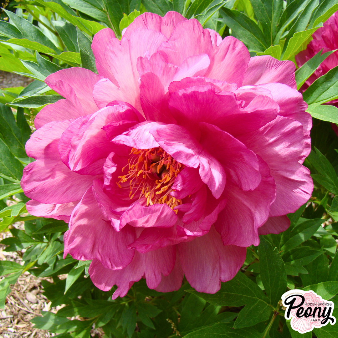 Garden Candy® Paeonia Noa Jolie™ Itoh Peony