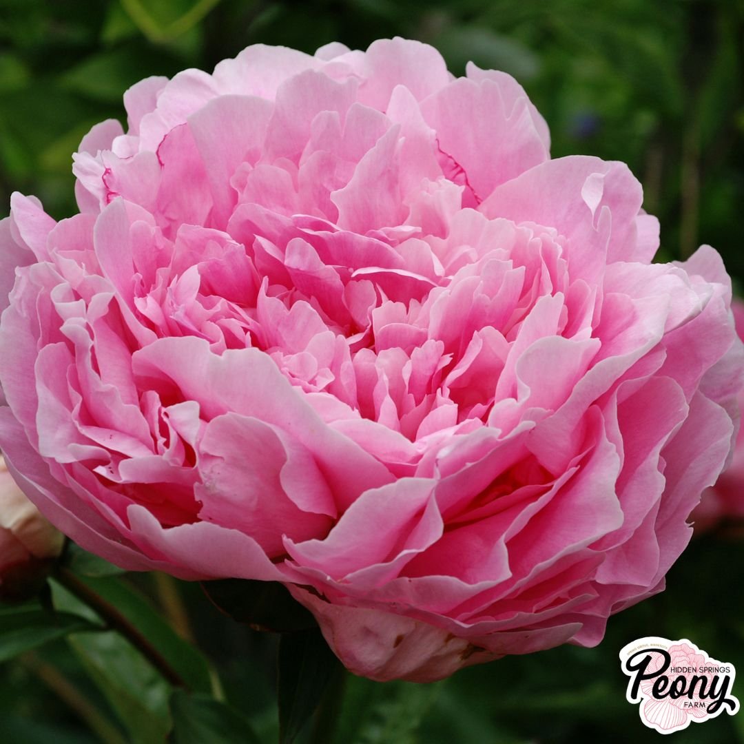 Auten's Pride Peony — Hidden Springs Peony Farm