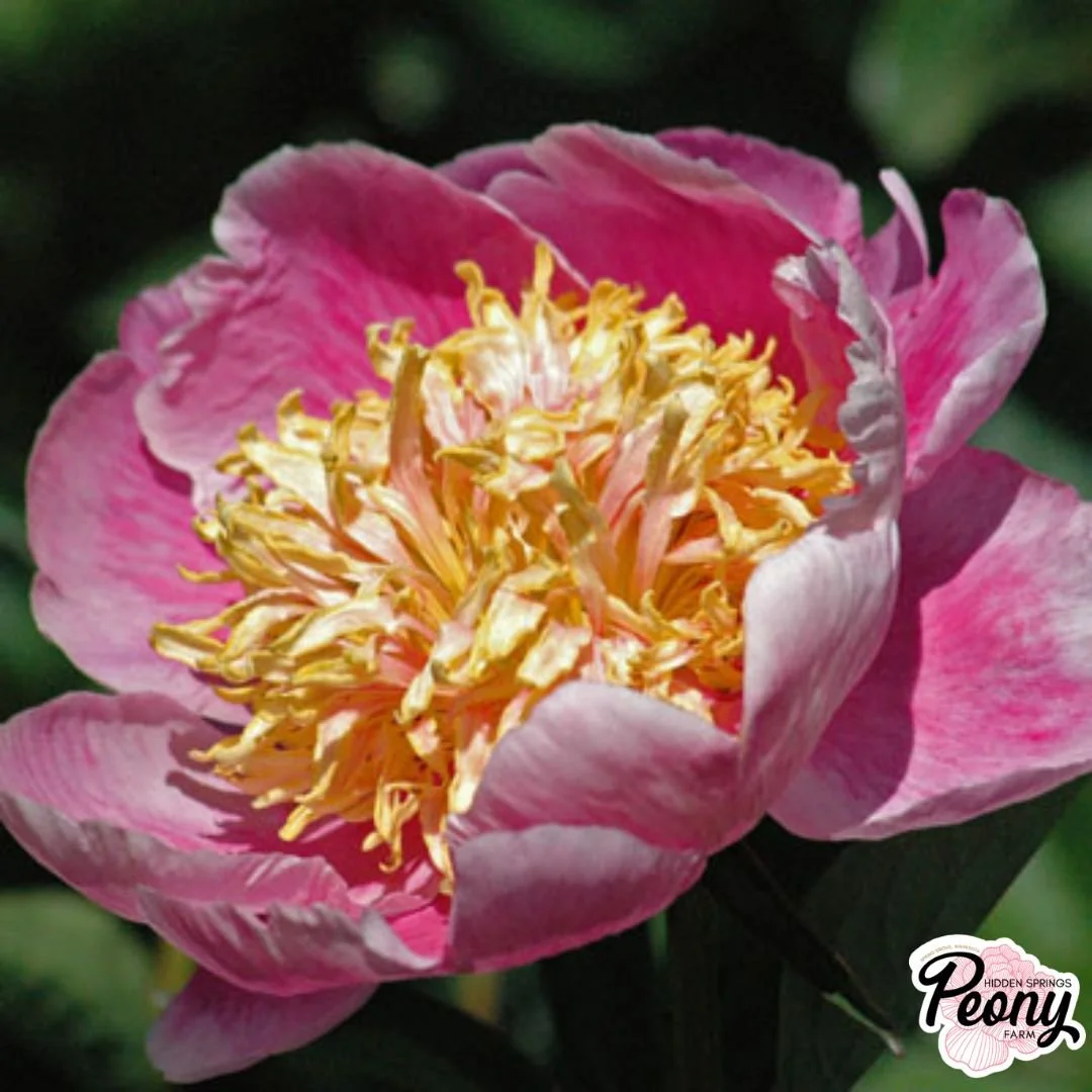 Frank Newbold (1).jpg