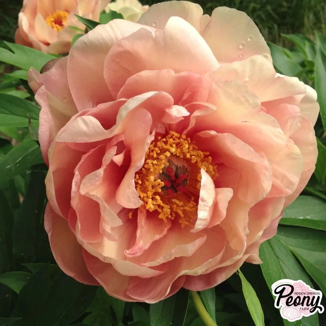 Garden Candy® Peach-A-Licious™ Itoh Peony