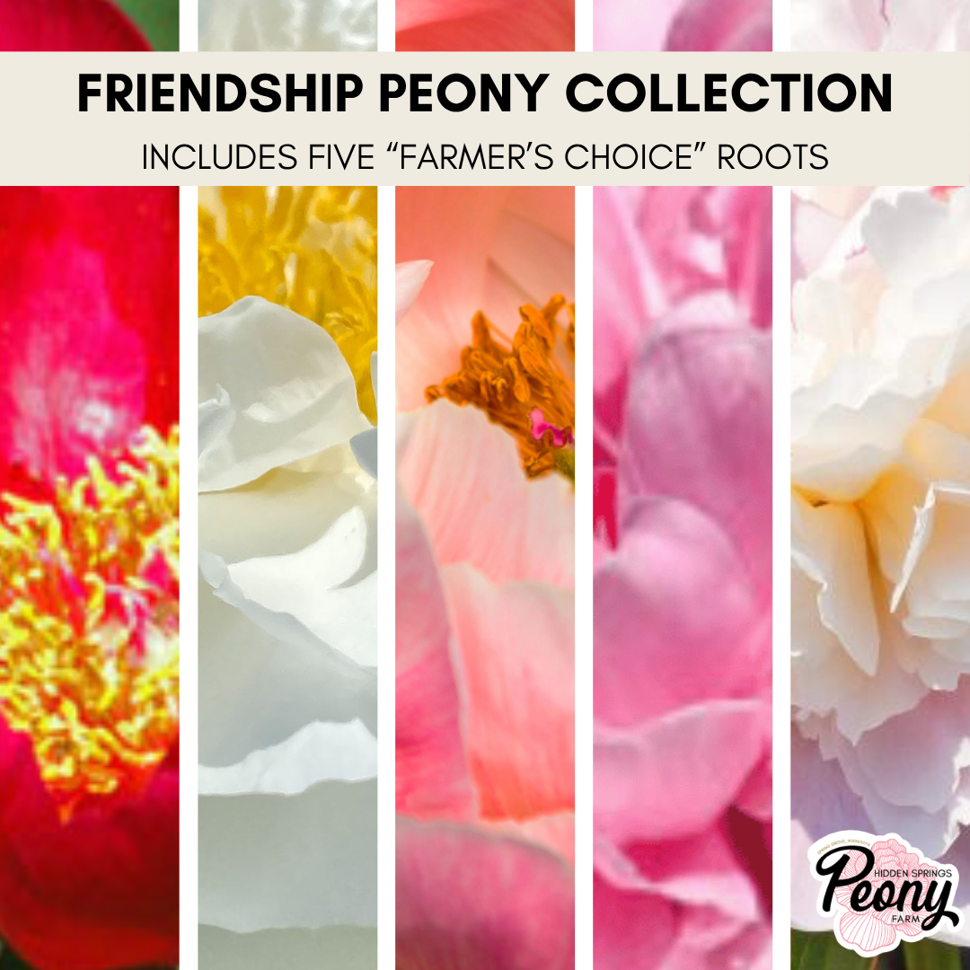 Friendship Peony Collection.png