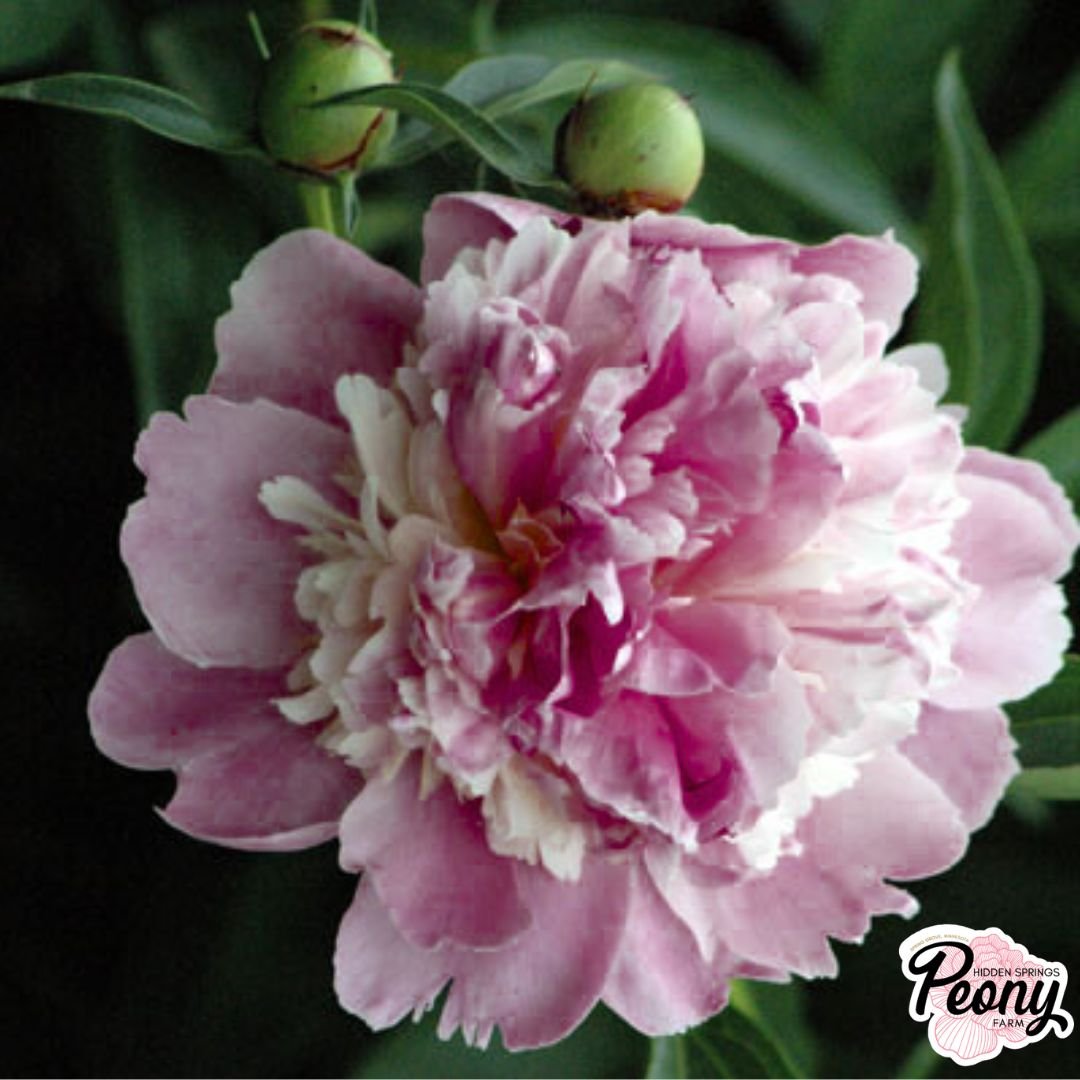 Chestine Gowdy Peony