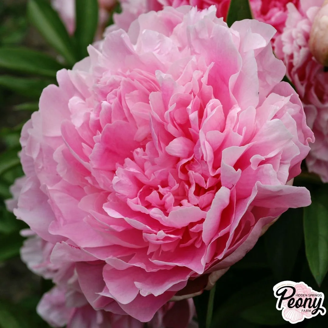Auten's Pride Peony — Hidden Springs Peony Farm