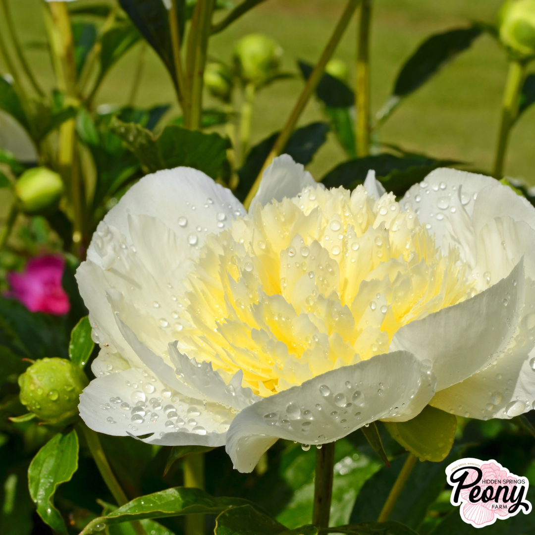 Primevere Peony