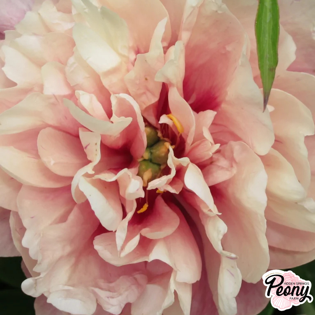 Double Bubble Pink (4).png