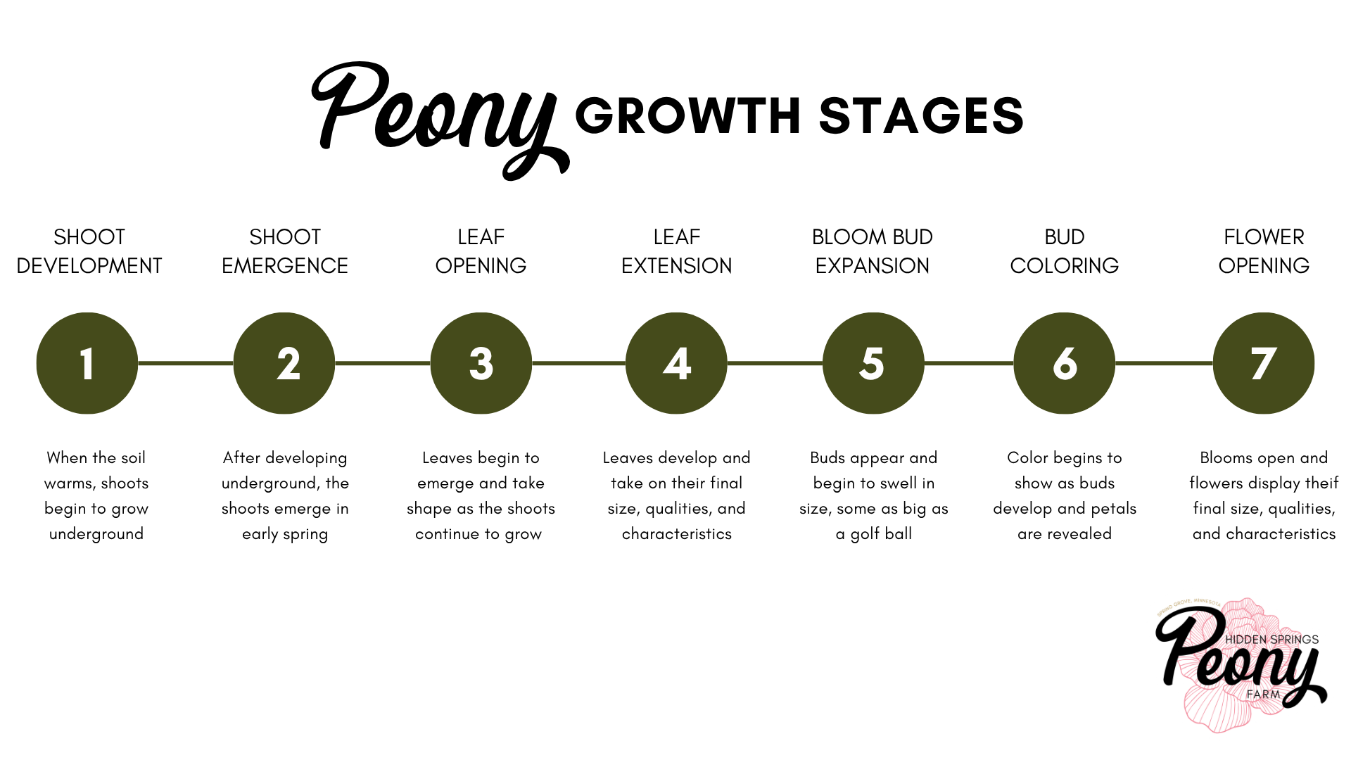seven peony growth stages ranging from shoot development to full bloom