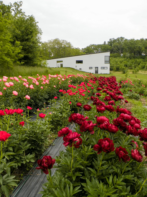 Hidden Springs Peony Farm