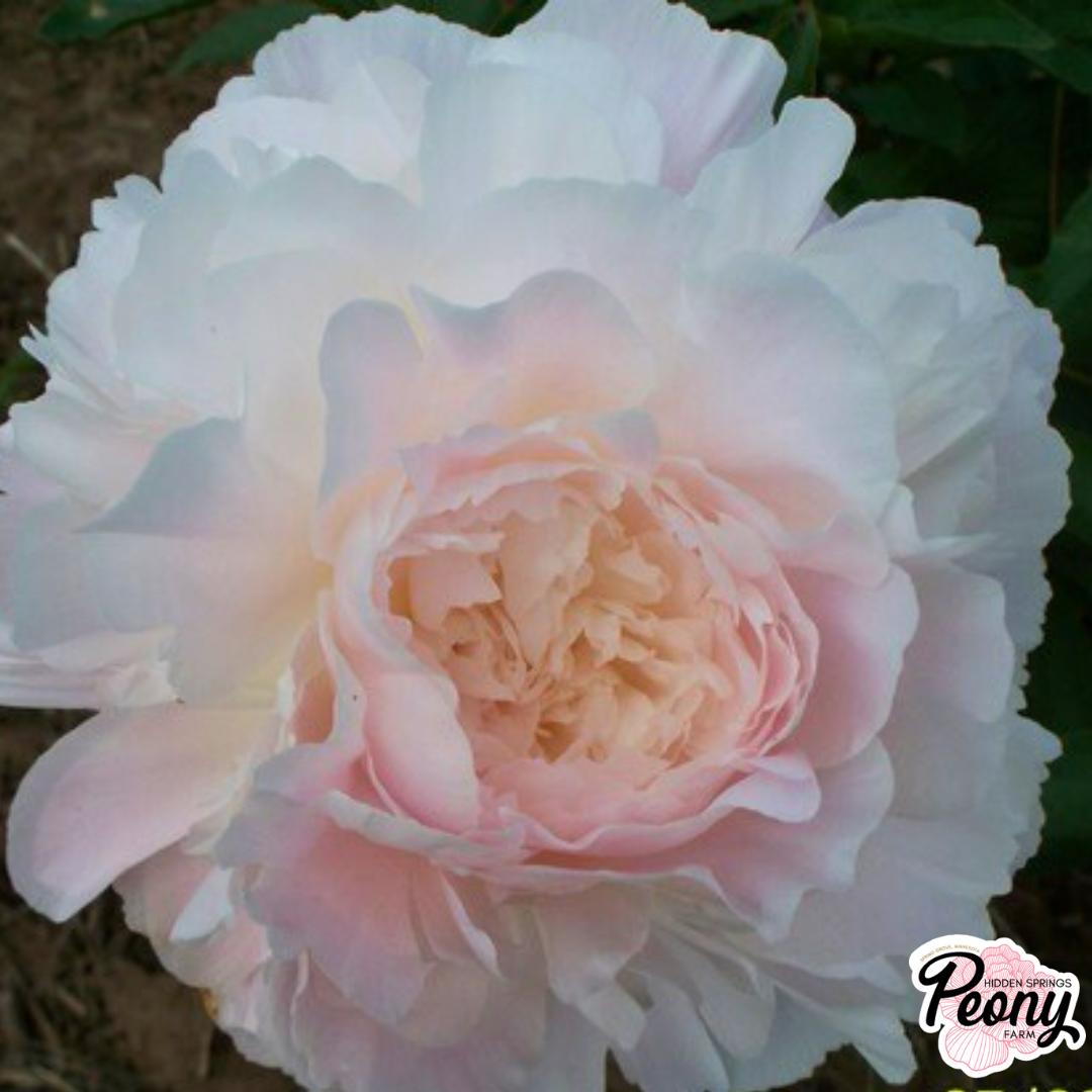 Auten's Pride Peony — Hidden Springs Peony Farm
