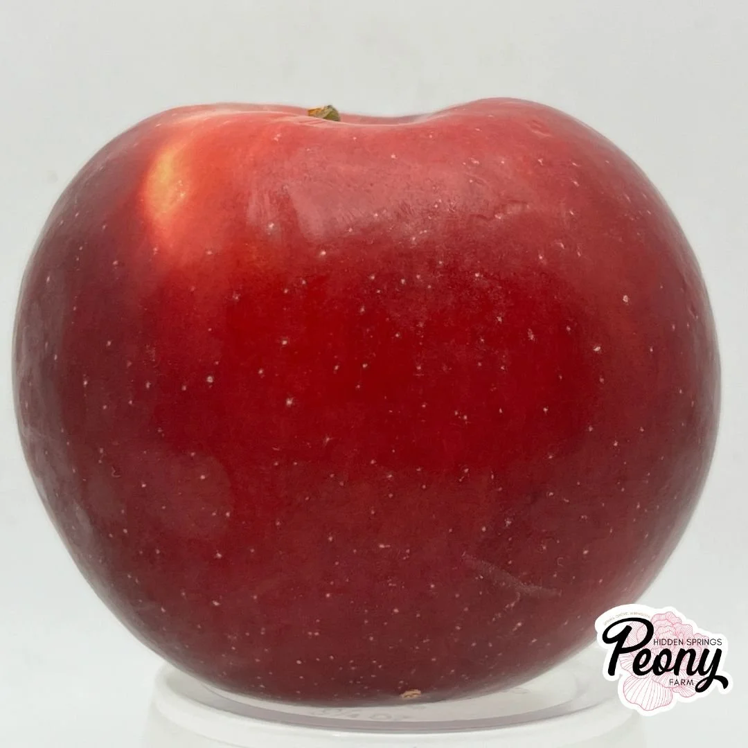 Empire Apple Tree - Bare Root