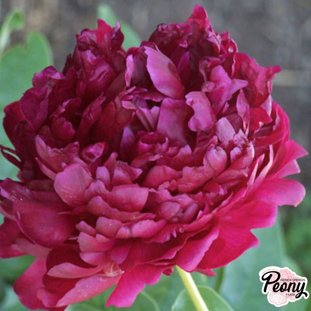 Edward F. Flynn Peony