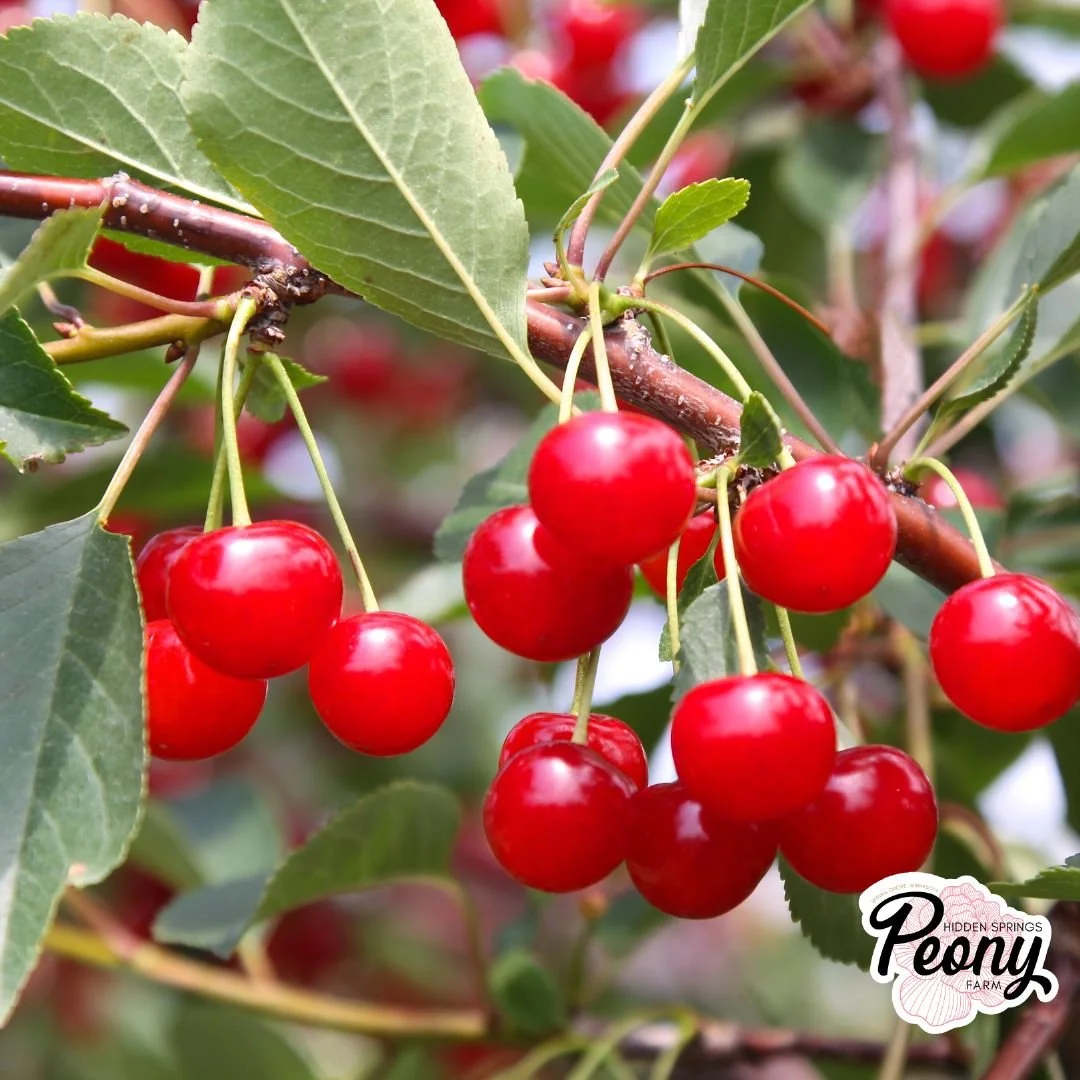 Meteor Tart Cherry.jpg