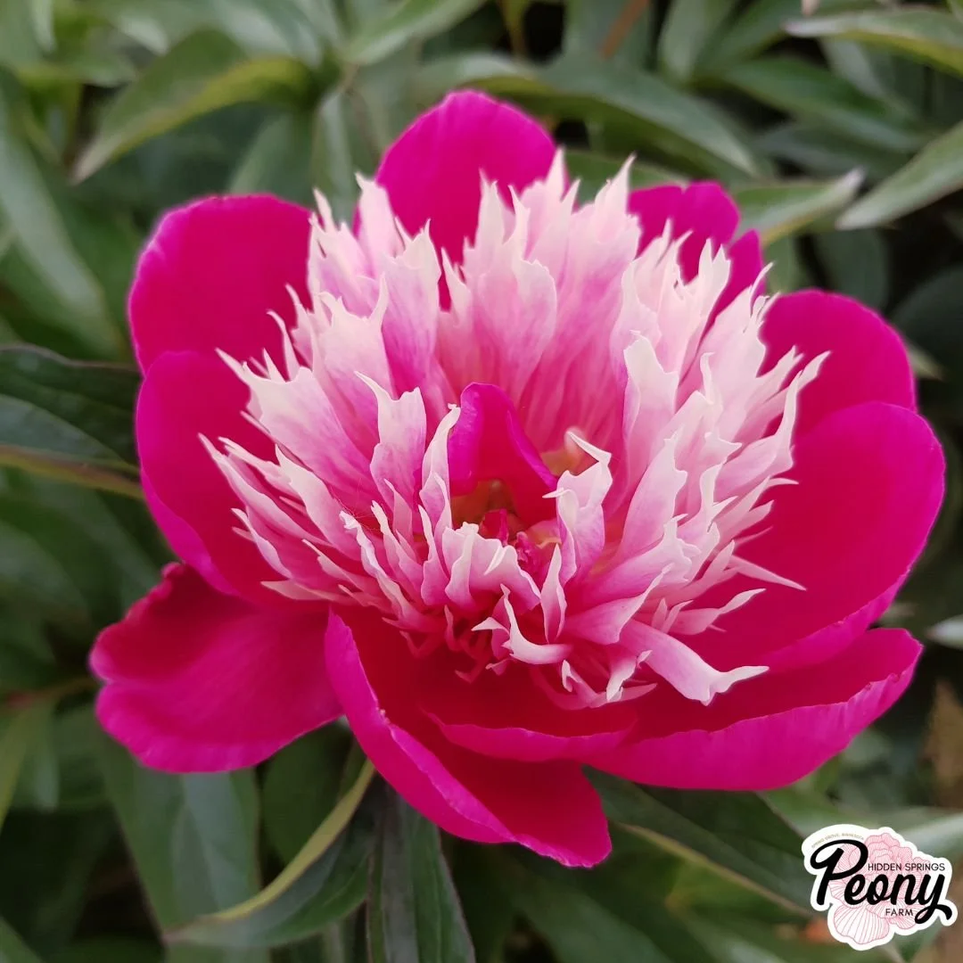 Auten's Pride Peony — Hidden Springs Peony Farm
