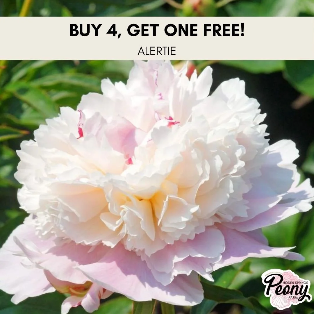 Buy 4, Get 1 Free —Alertie