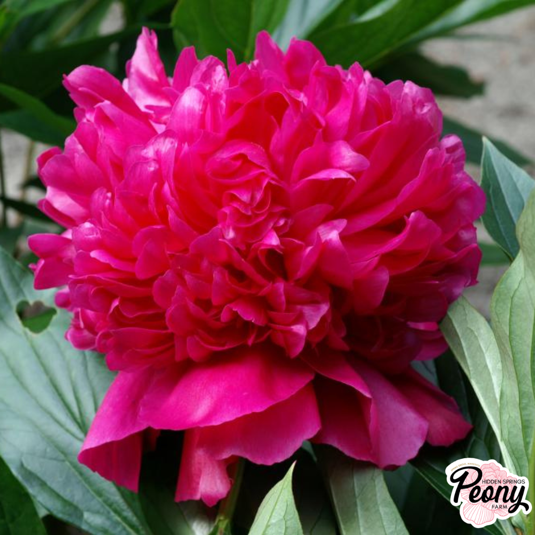 Felix Crousse (3).png