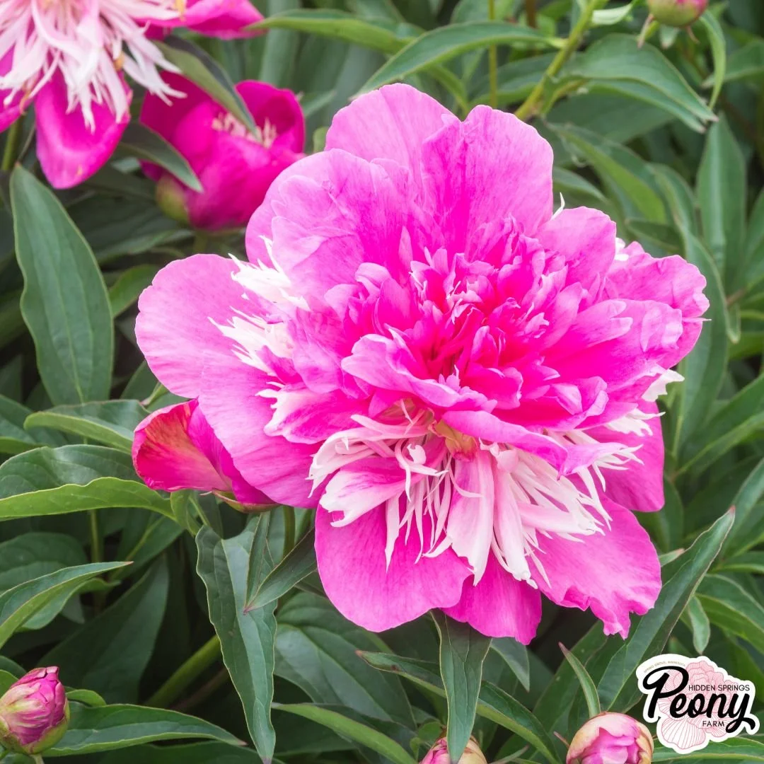 Auten's Pride Peony — Hidden Springs Peony Farm