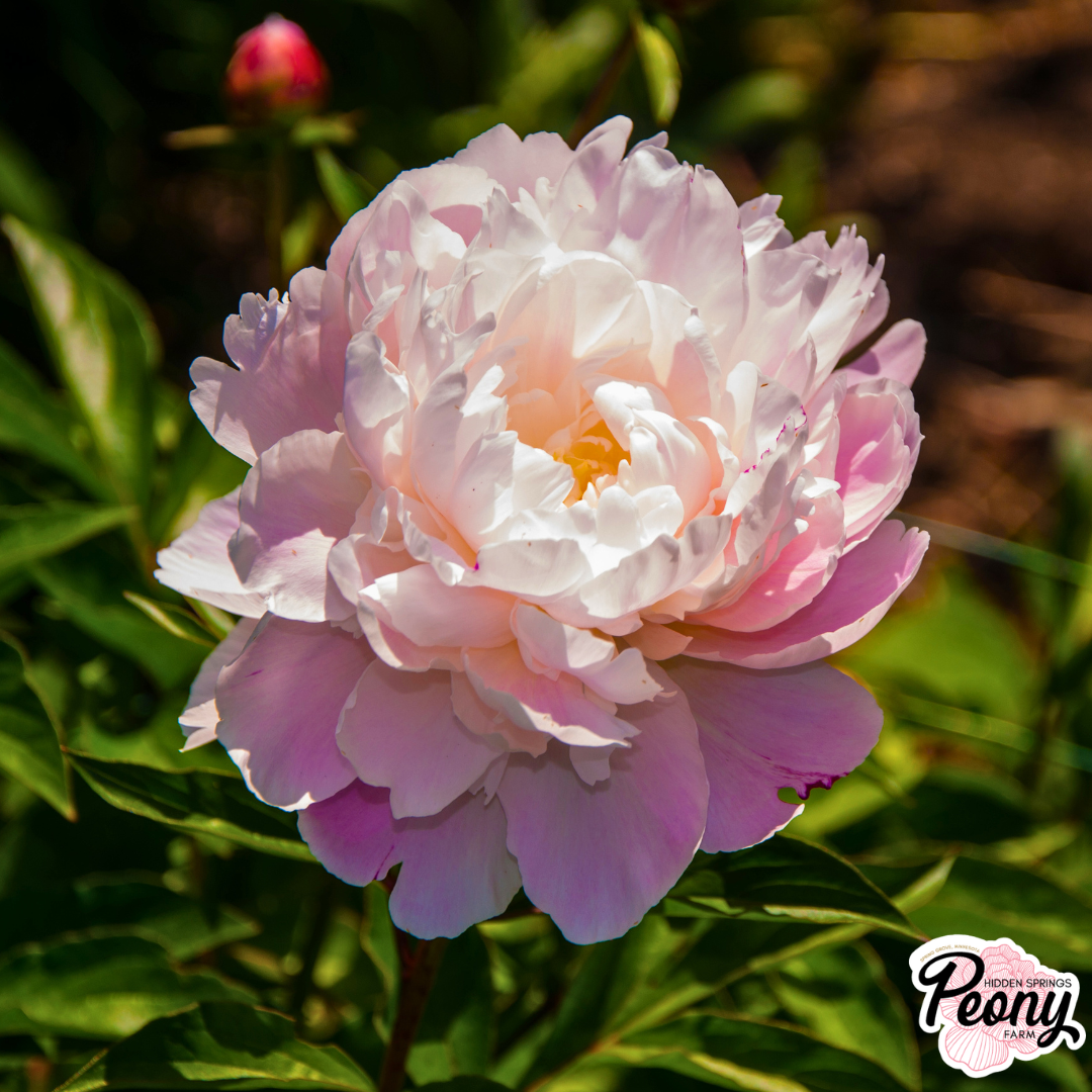 Catharina Fontijn Peony