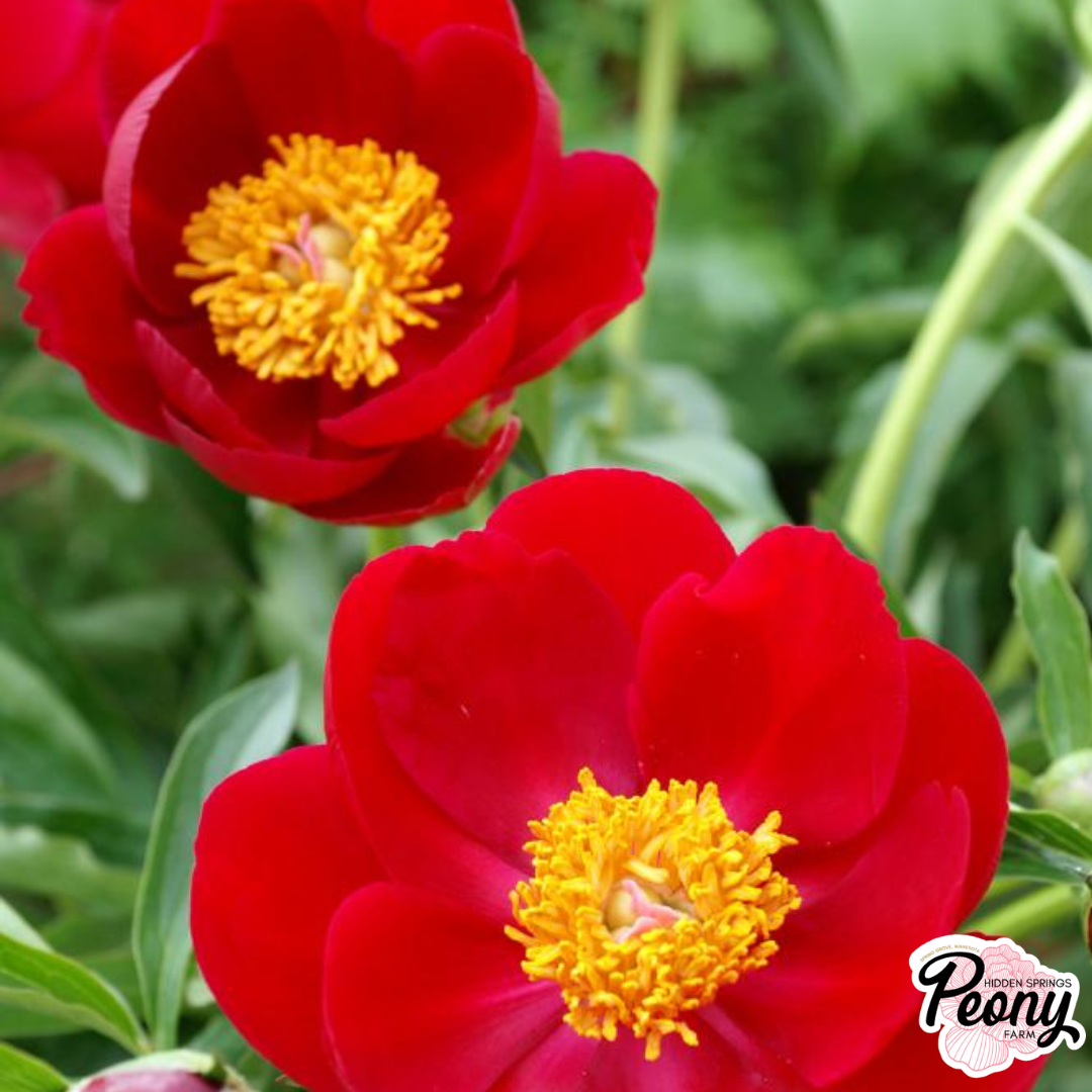 Scarlet O'Hara (2).png