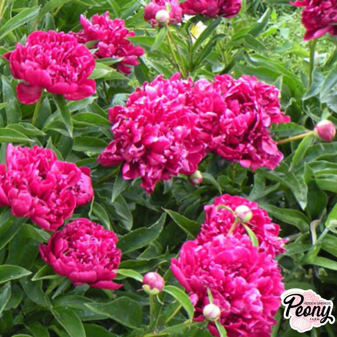 Auten's Pride Peony — Hidden Springs Peony Farm