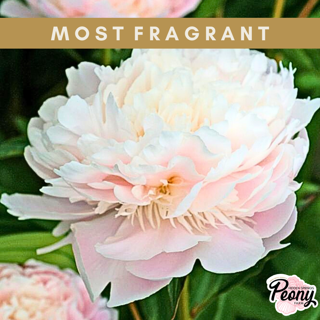 Noemie Demay (Pecher) Peony