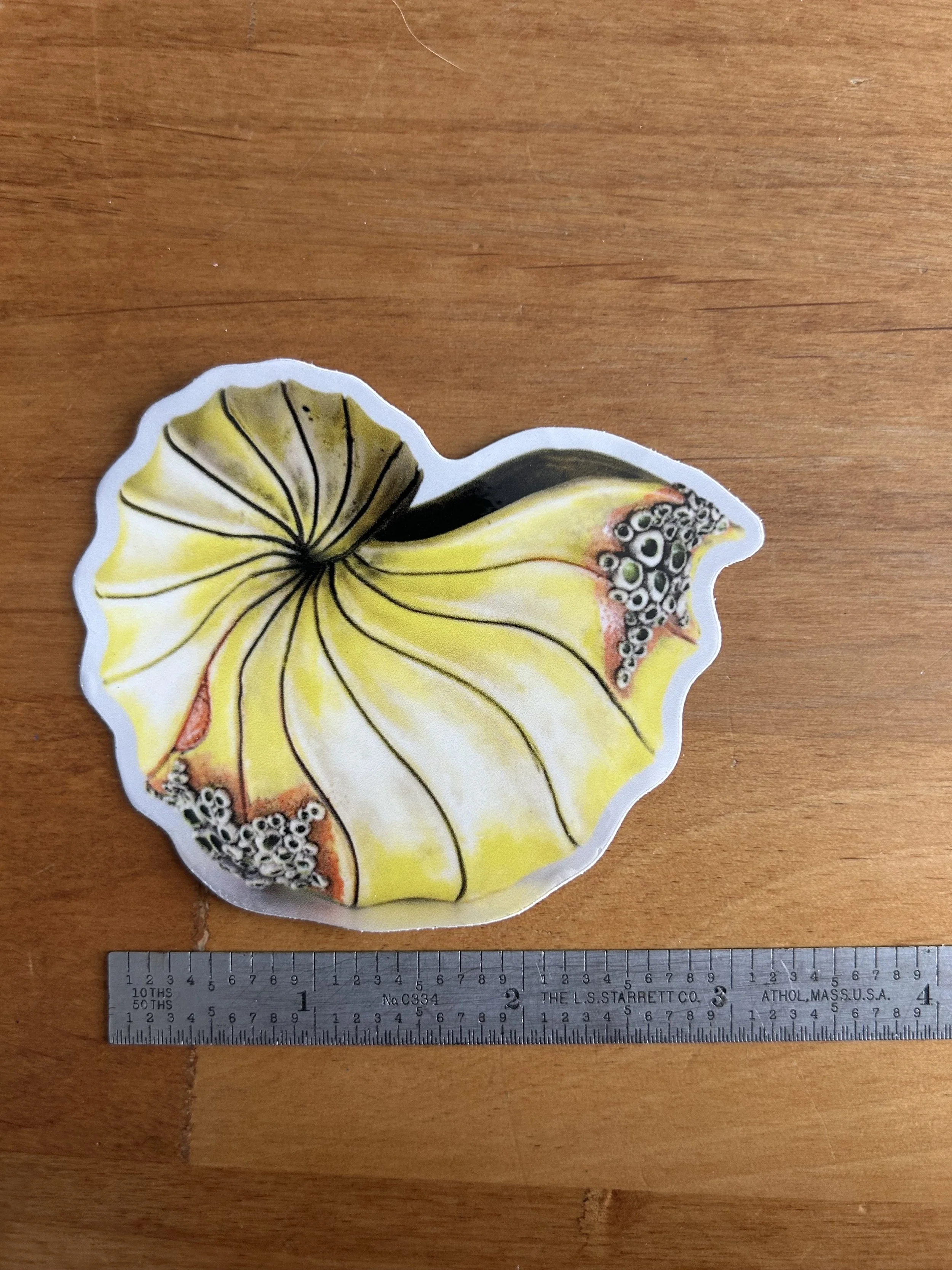 Y Nautilus 1 .jpg