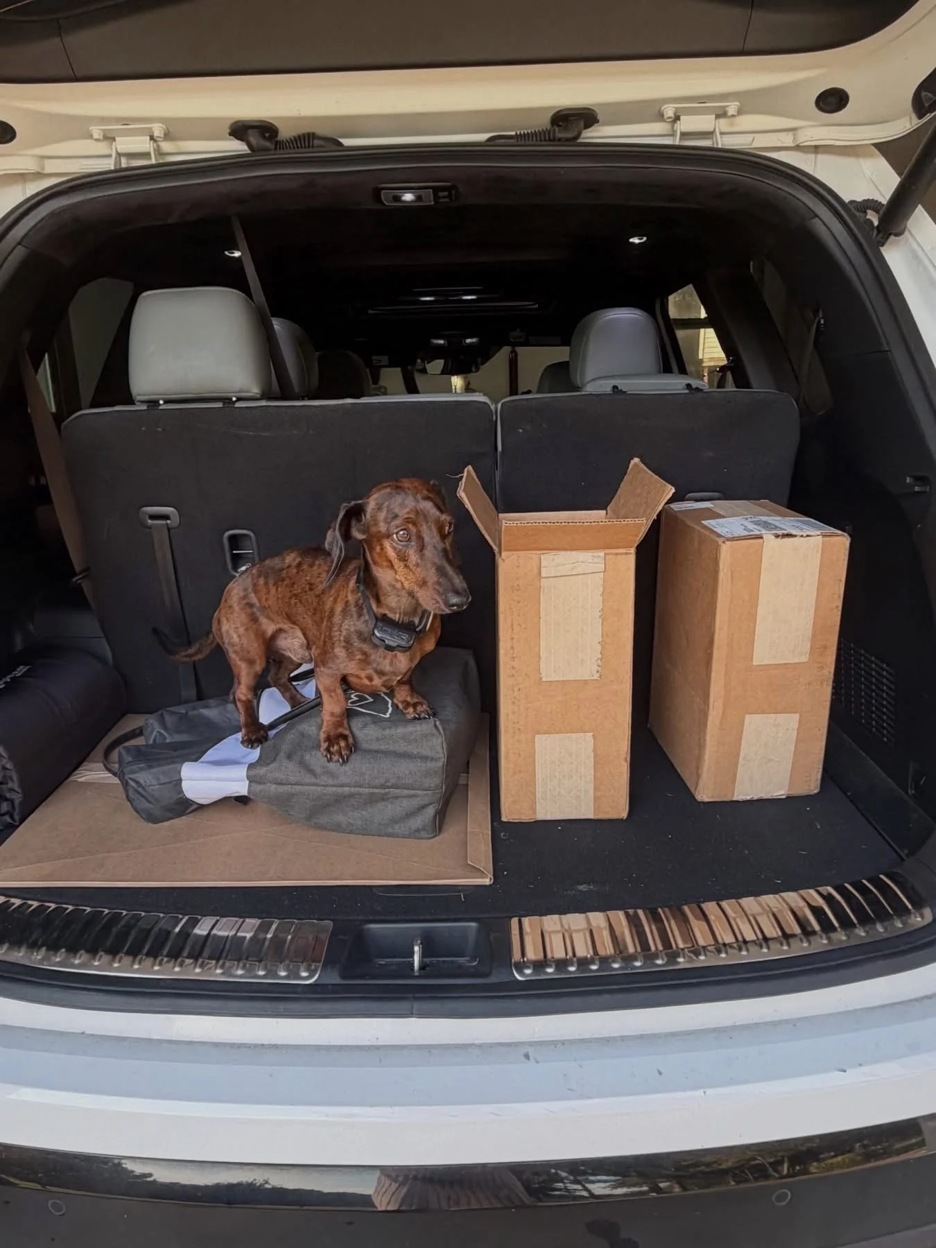 Open car trunk filled with boxes and a small brown dog standing on a bag inside the trunk.
