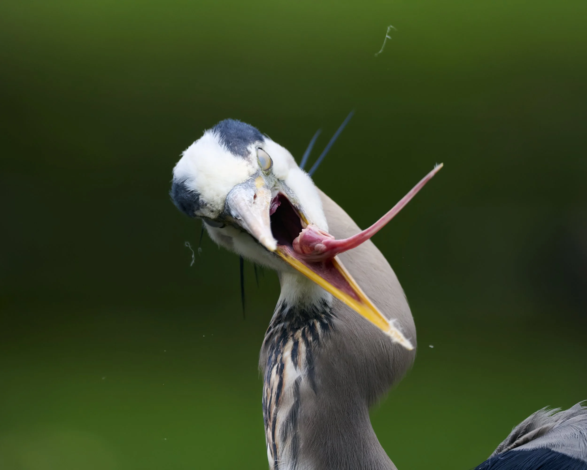 Slogar S Small Birds 208.jpg