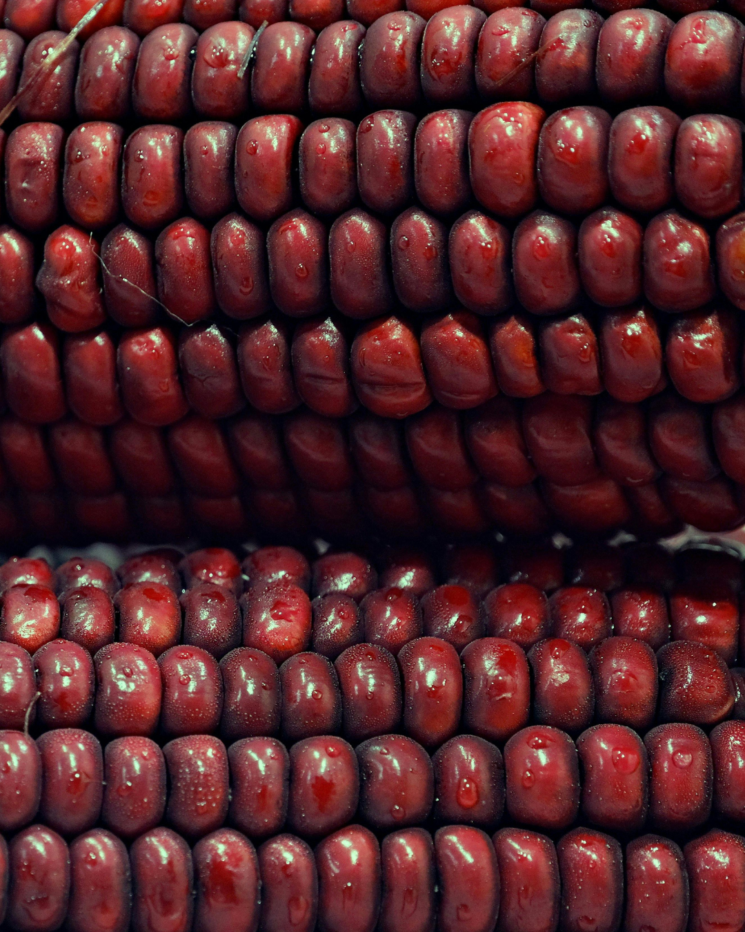 Maíz is more than a crop; it’s a sacred plancestor