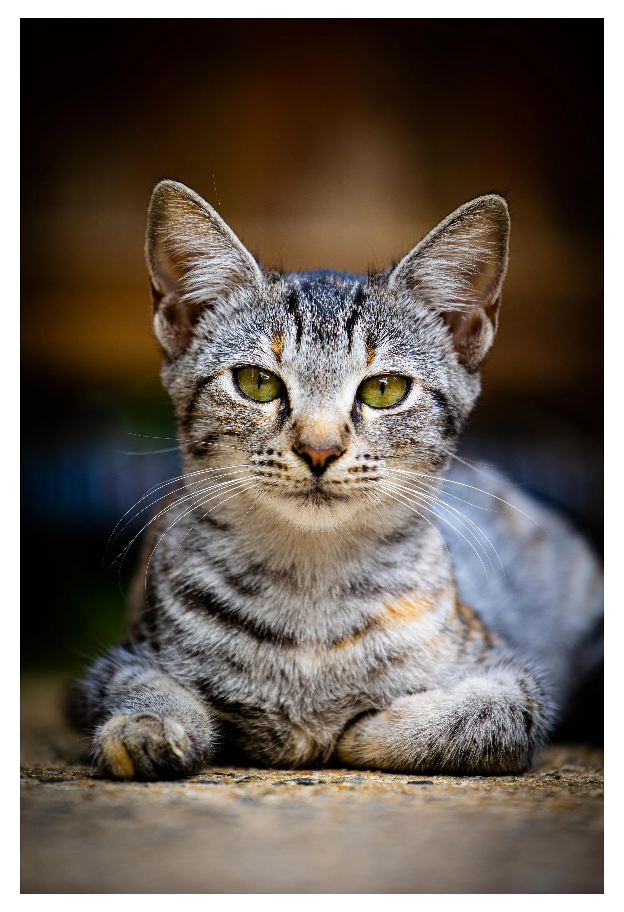 THEARTOFKAS Printing Page Cat Portrait 5.jpg
