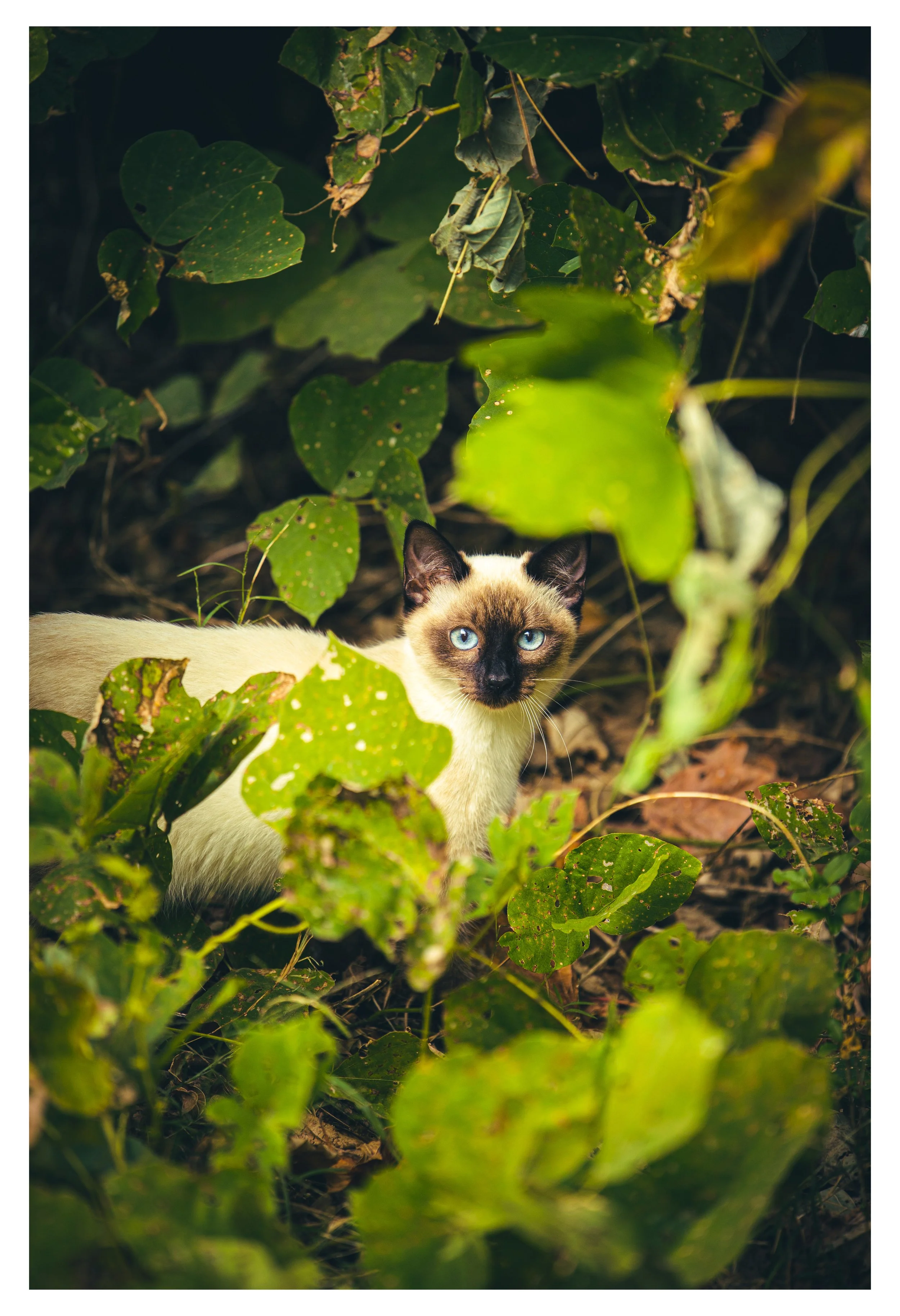 THEARTOFKAS Printing Page Cat Portrait 2.jpg