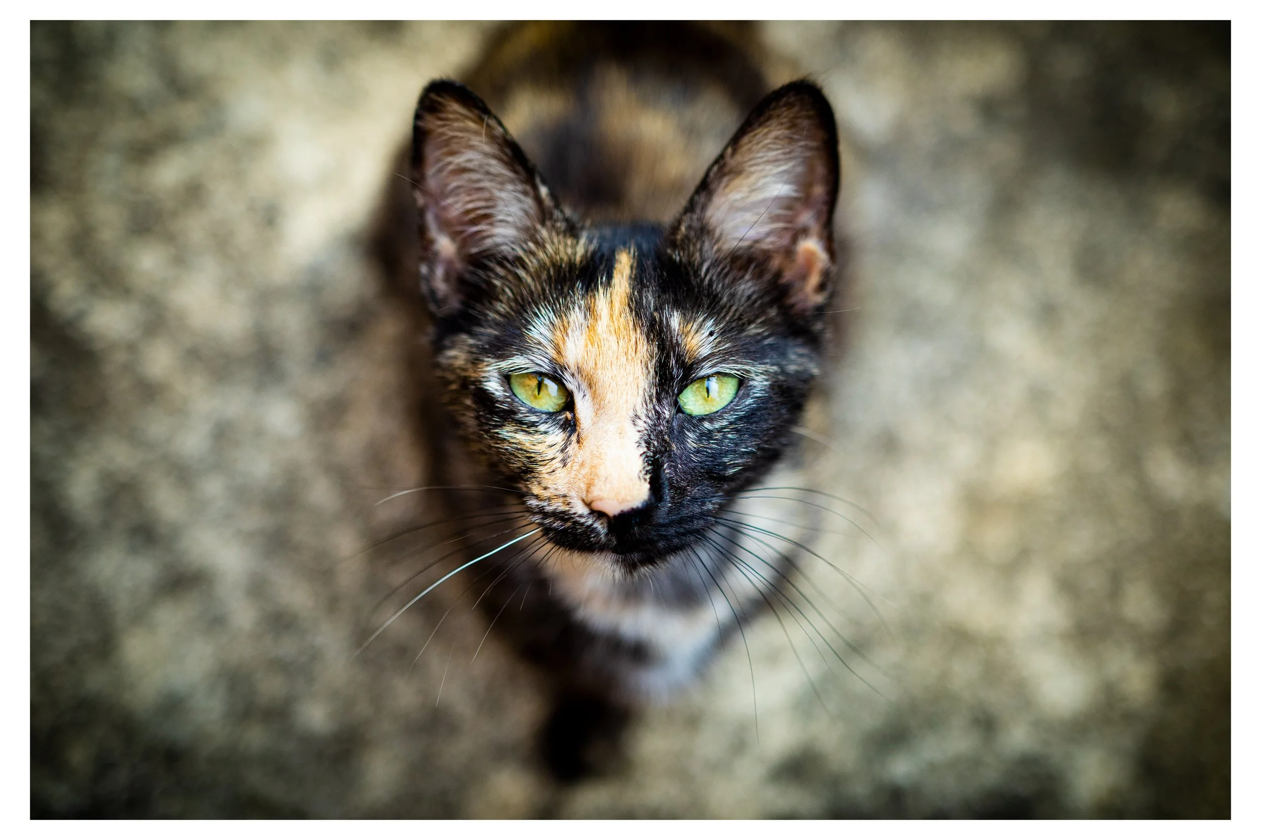 THEARTOFKAS Printing Page Cat Portrait 1.jpg