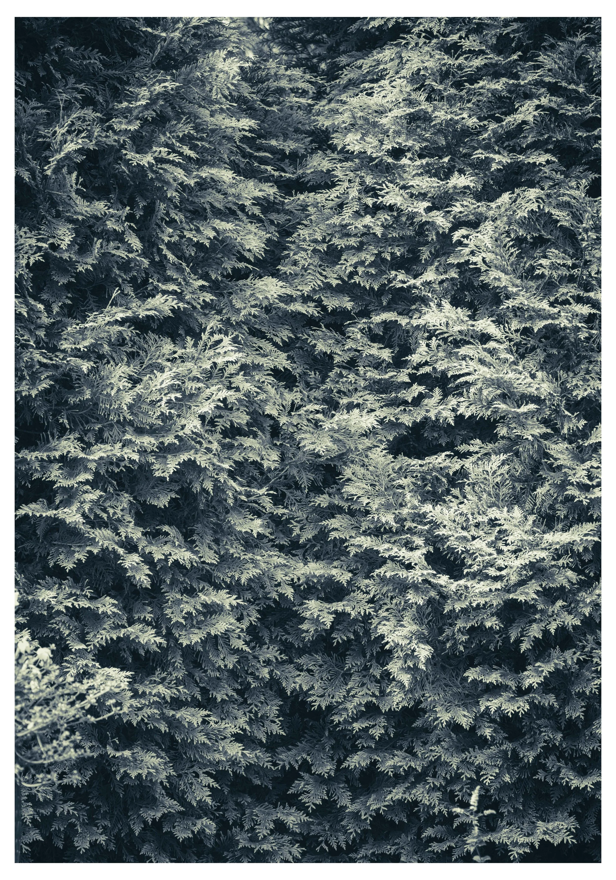 THEARTOFKAS Printing Page Treescape 2.jpg