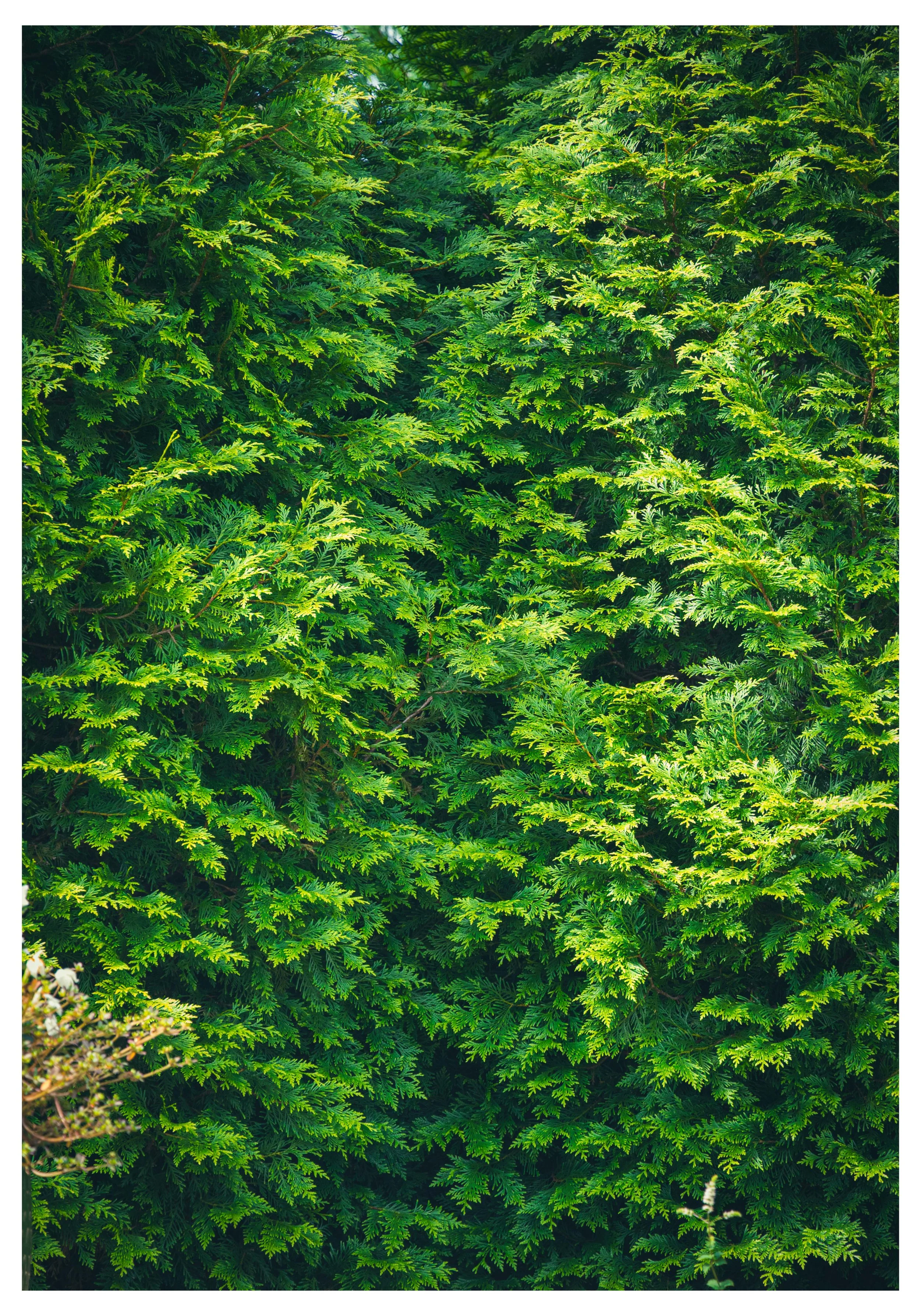THEARTOFKAS Printing Page Treescape 1.jpg