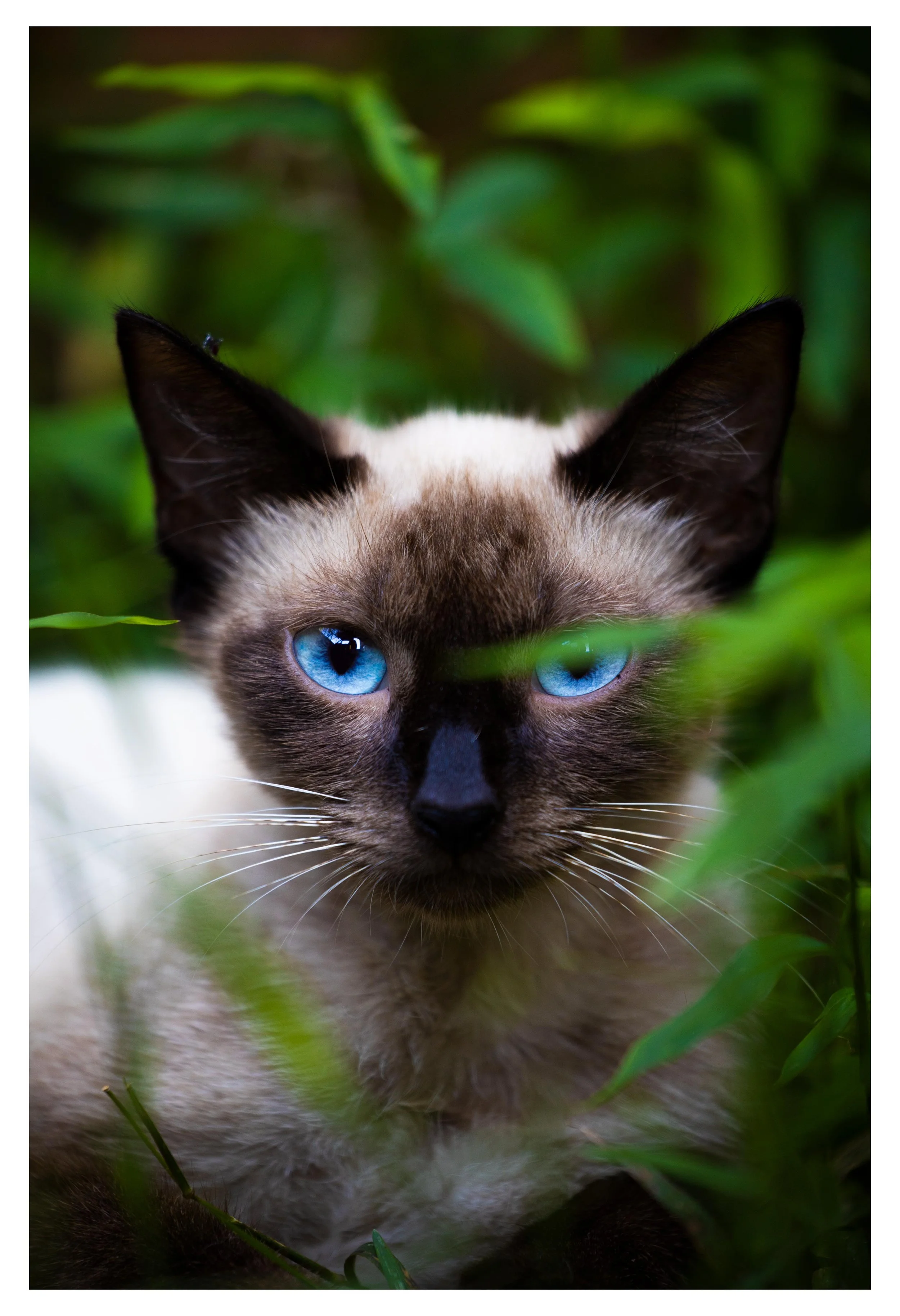 THEARTOFKAS Printing Page Cat Portrait 4.jpg