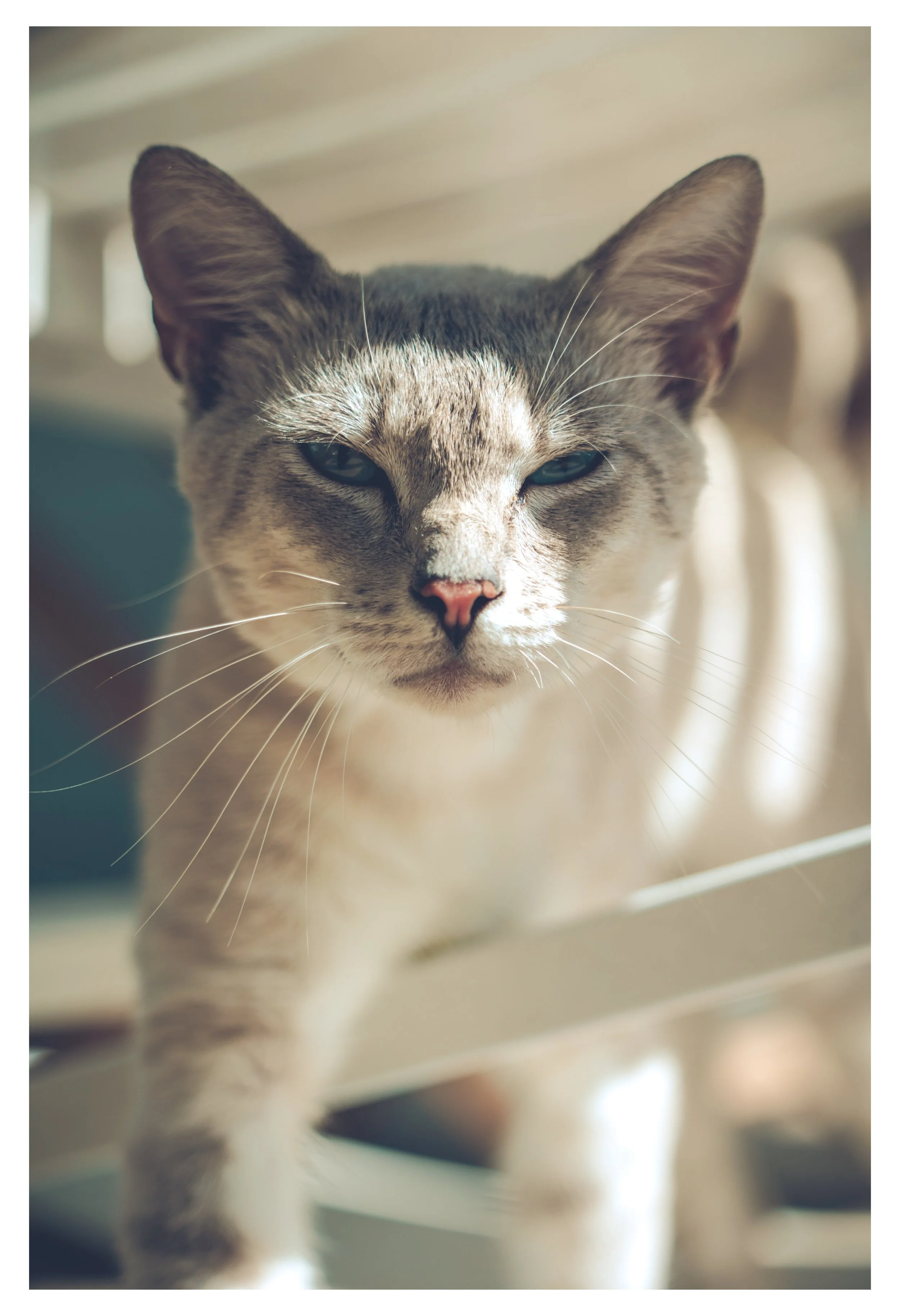 THEARTOFKAS Printing Page Cat Portrait 3.jpg