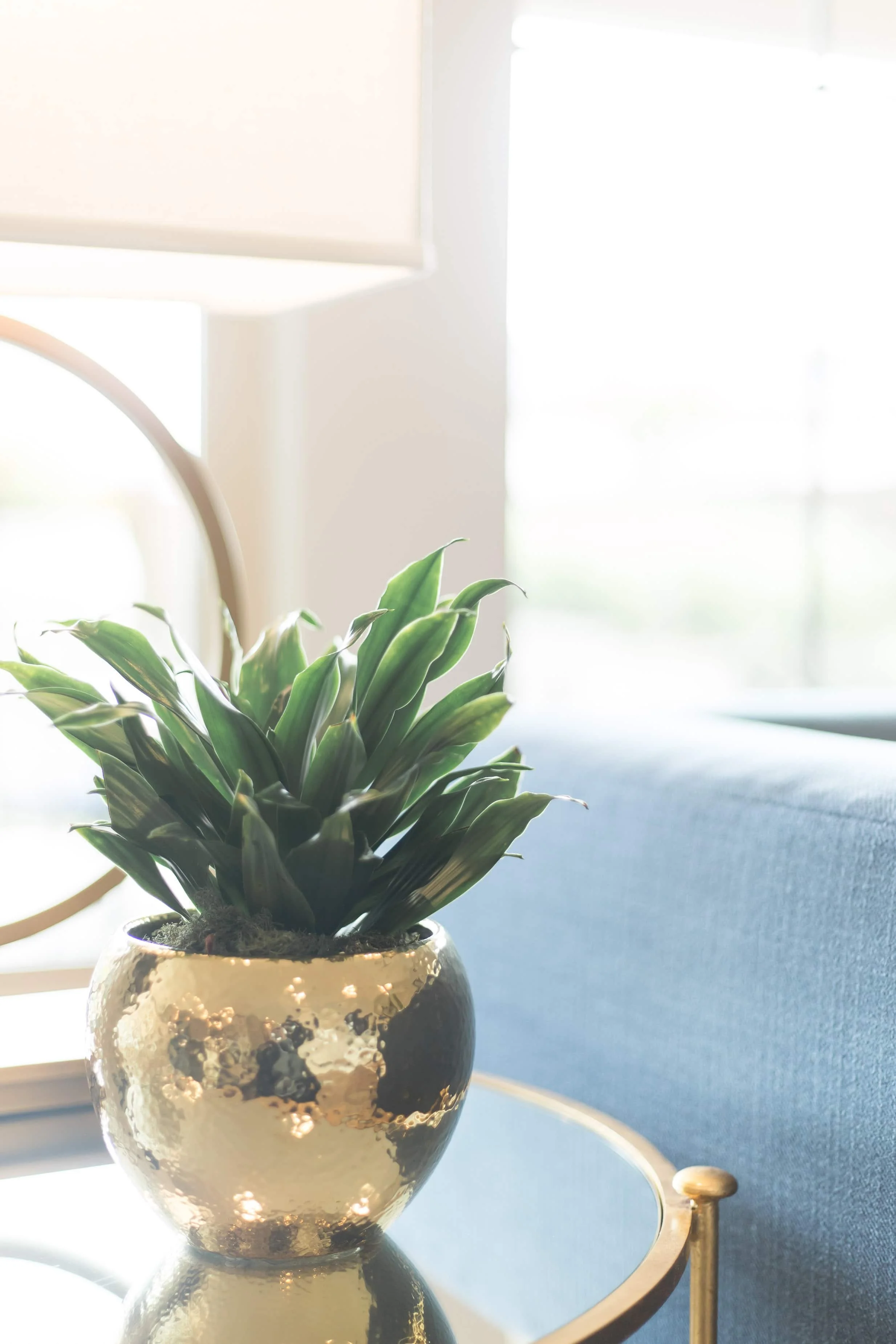 lifestyle stock photo of plant in gold pot