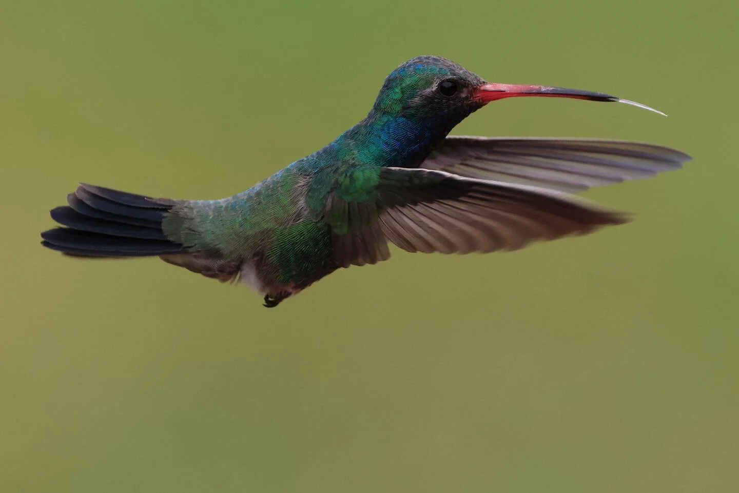 Hummingbird tongue 😋 Broad-billed Hummingbird, Bird No. 229 on the #5000birds list, in one of the dozens of times these small but mighty fliers beat their wings every second! #hummingbirds