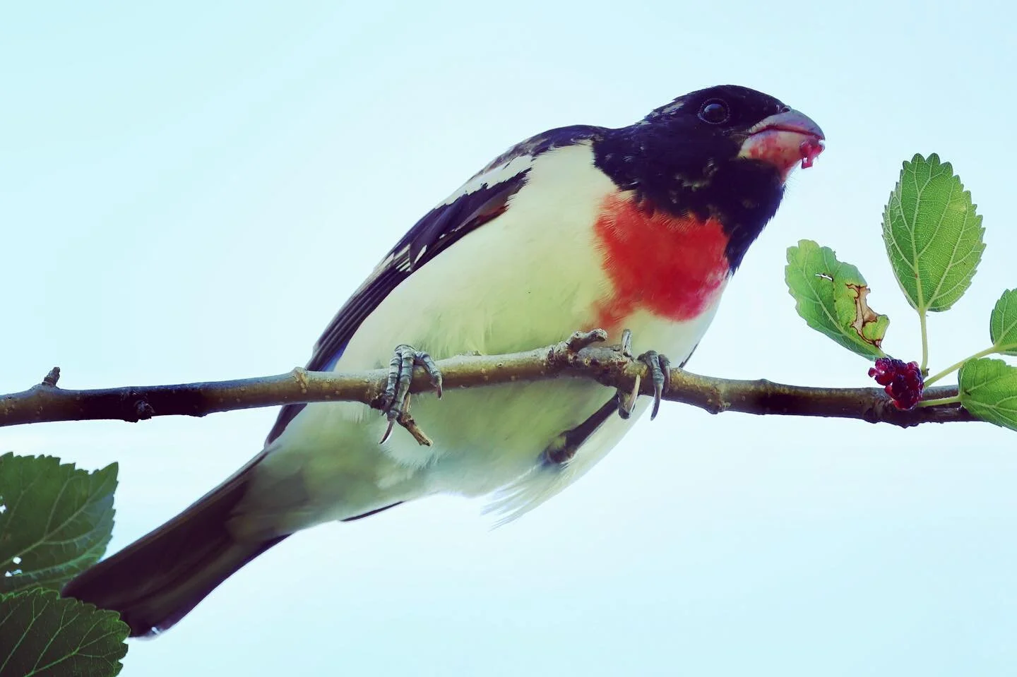 When eating red berries in a white shirt, maybe wear a bib&hellip;? 🤷🏼&zwj;♂️ Nope, there&rsquo;s a reason it&rsquo;s called the Rose-breasted Grosbeak, Bird No. 208 on the #5000birds list! #lightsoutforbirds #migration