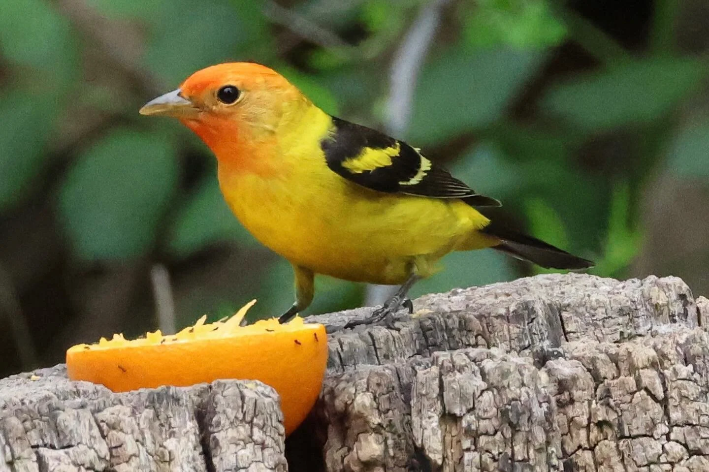 When your snack matches your outfit 🍊Western Tanager, Bird No. 250 on the #5000birds list! #lightsoutforbirds #nofilter