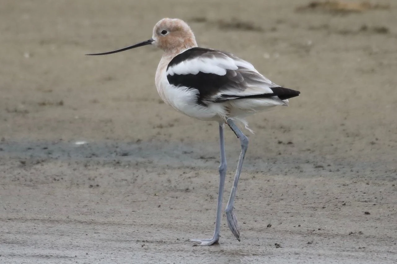 Striking a pose!🕺🏼American Avocet, Bird No. 171 on the #5000birds list #migration #lightsoutforbirds #nofilter