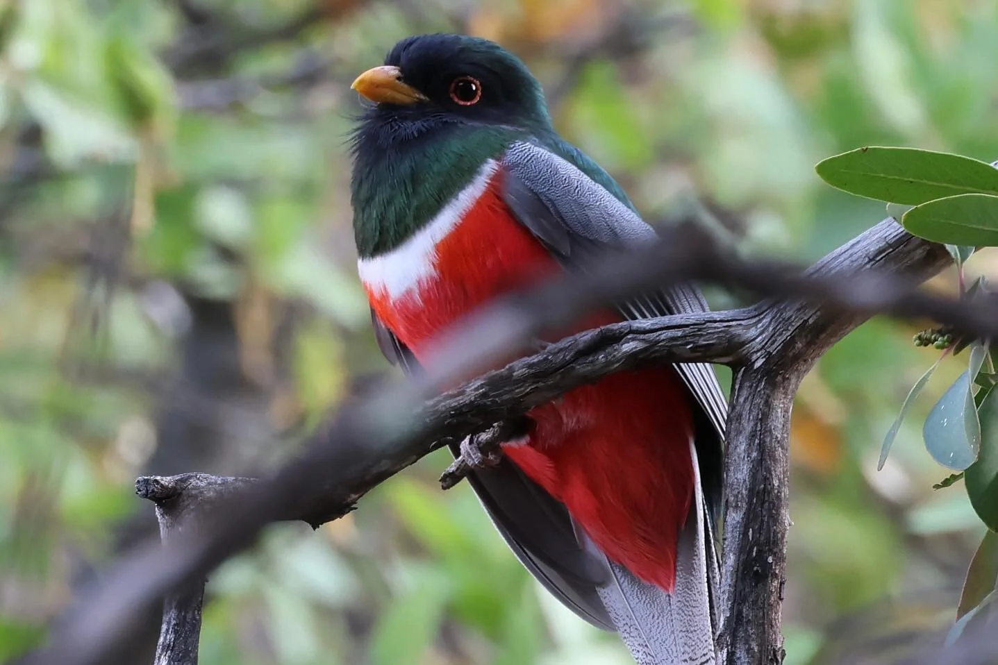 In celebration of #worldmigratorybirdday: Elegant Trogon, Bird No. 213 on the #5000birds list, a species that people travel the world to come see in the &ldquo;Sky Islands&rdquo; of southeastern Arizona! I was fortunate to have two sightings in two d