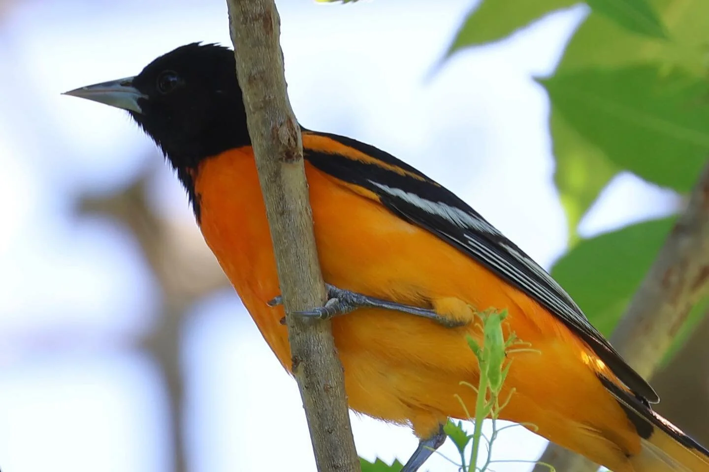 Classic backyard bird: Baltimore Oriole, Bird No. 206 on the #5000birds list! #migration #lightsoutforbirds #nofilter #backyardbirds