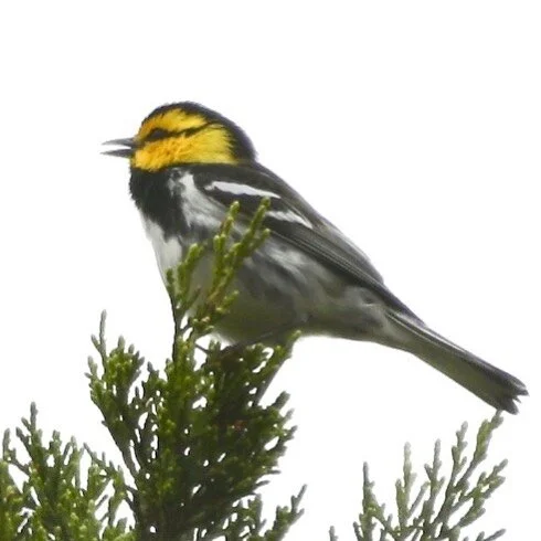 A very special migratory bird: The endangered Golden-cheeked Warbler, Bird No. 136 on the #5000birds list! This pic was taken earlier this year when migrants were first arriving back to the Hill Country of Texas, the only place in the world where the