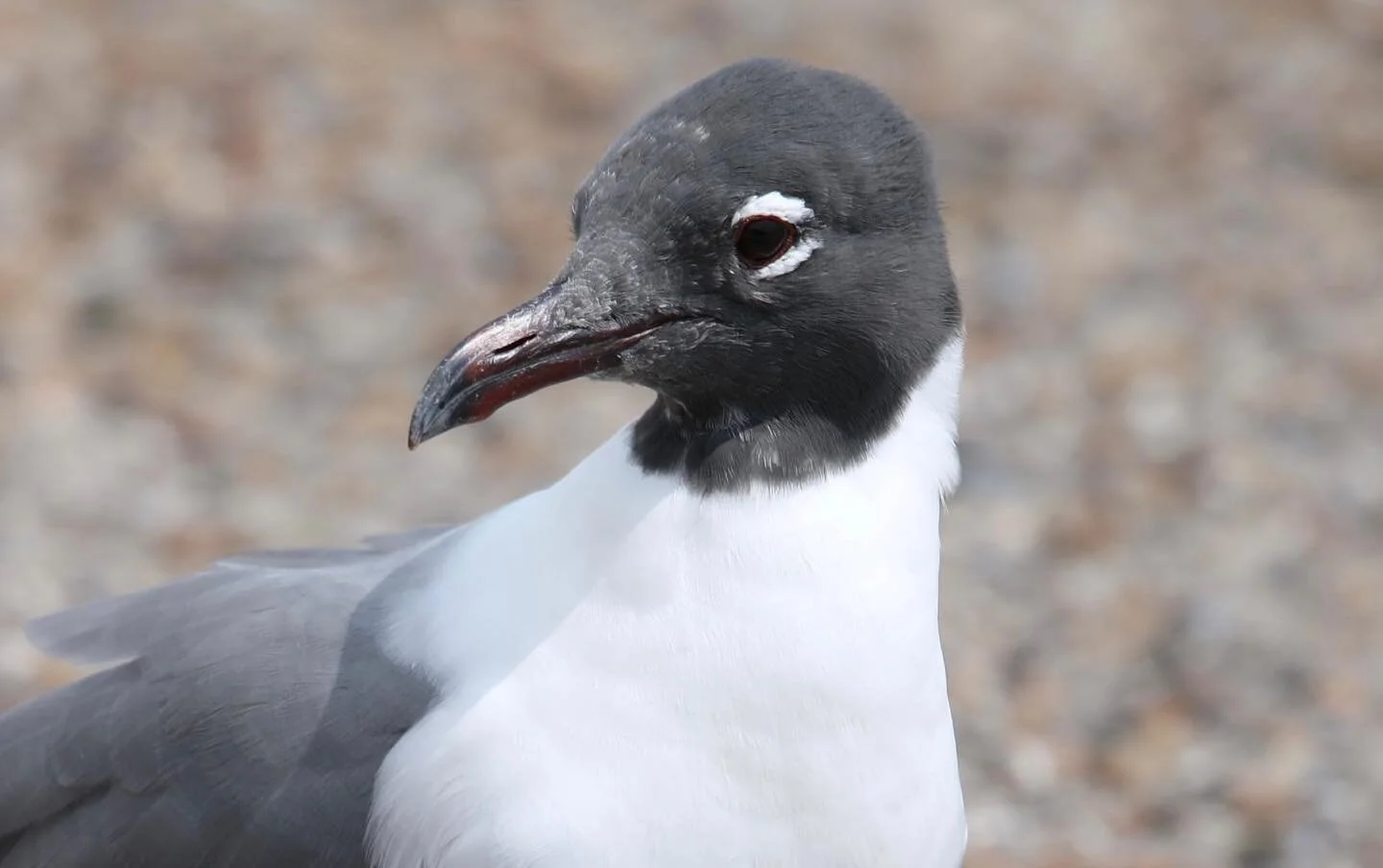 &ldquo;I&rsquo;m not laughing AT you, I&rsquo;m laughing WITH you&rdquo; 😂 Laughing Gull, Bird No. 86 on the #5000birds - a fixture along the Texas Gulf Coast! #beachlife #birds #birdsofinstagram #birdstagram