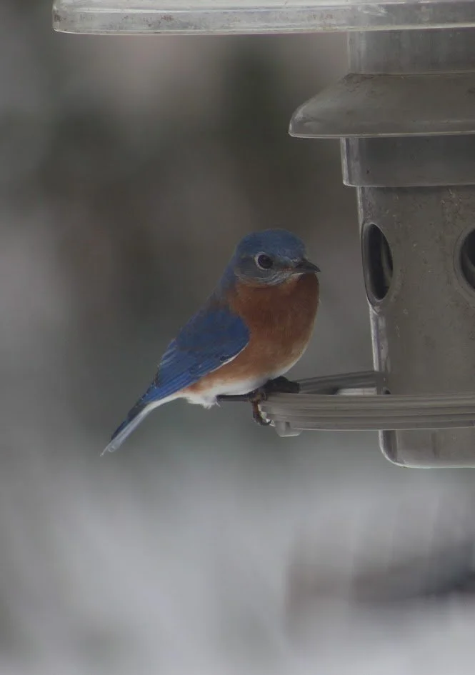 Bluebird at Feeder. Photograph by Cynthia Young.